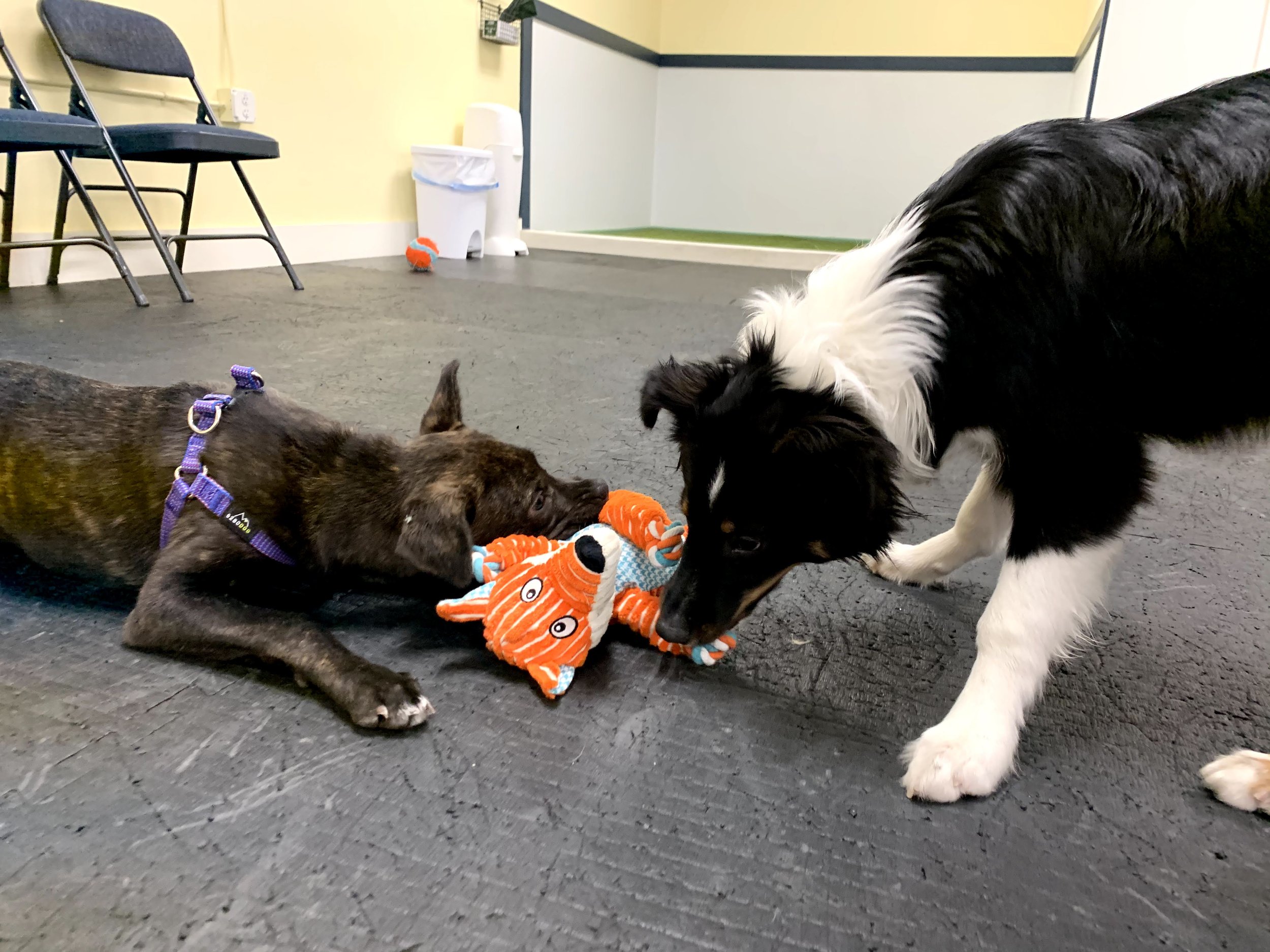 Playing Tug with Your Dog