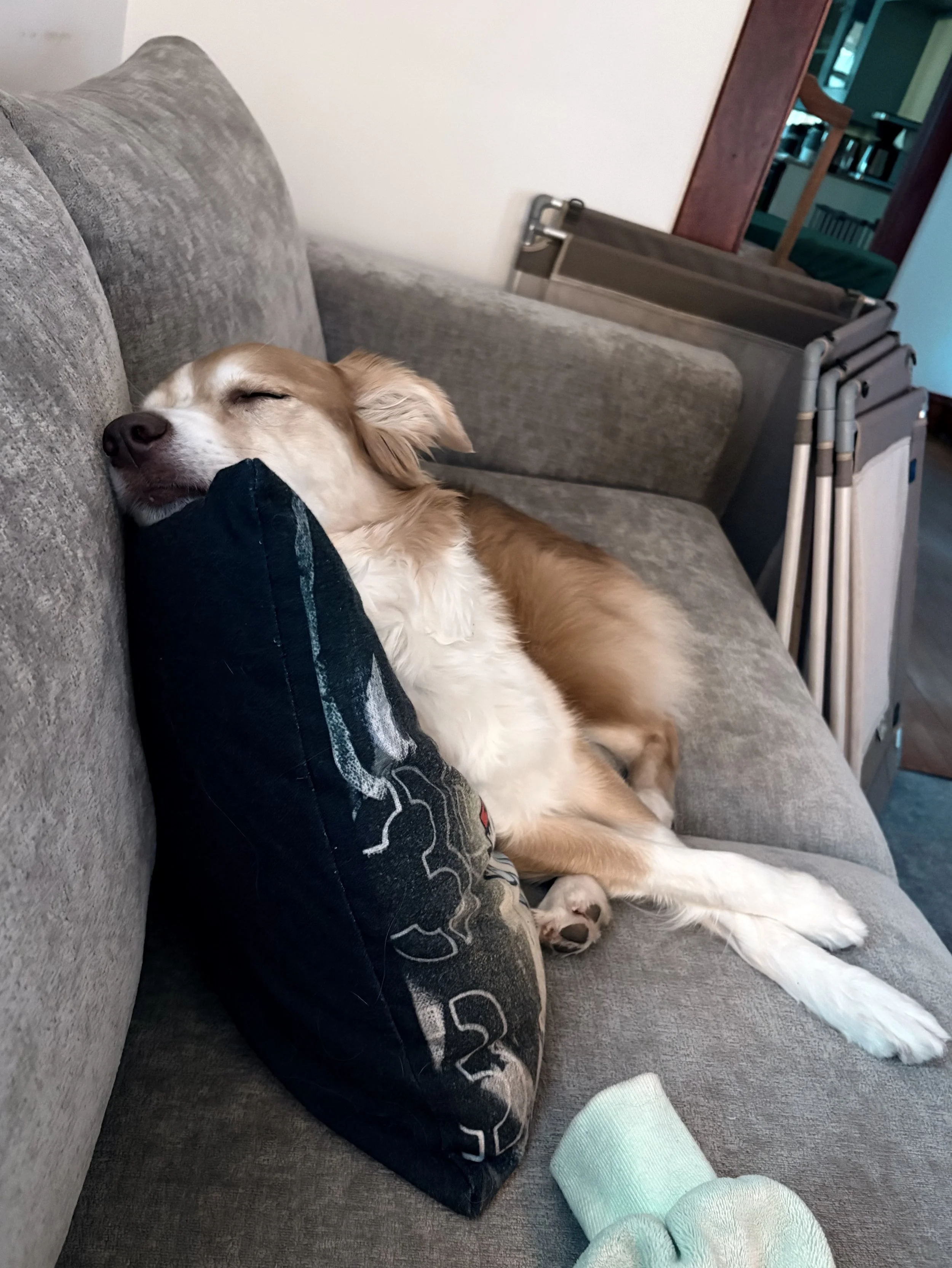 Working from Home with Your Dog