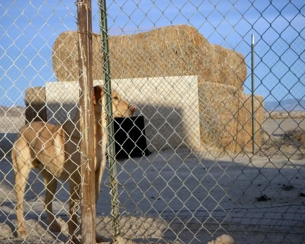 Bringing Home a New Friend