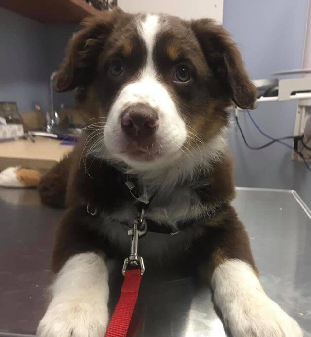 Why Cuddling Your Puppy is a Good Thing