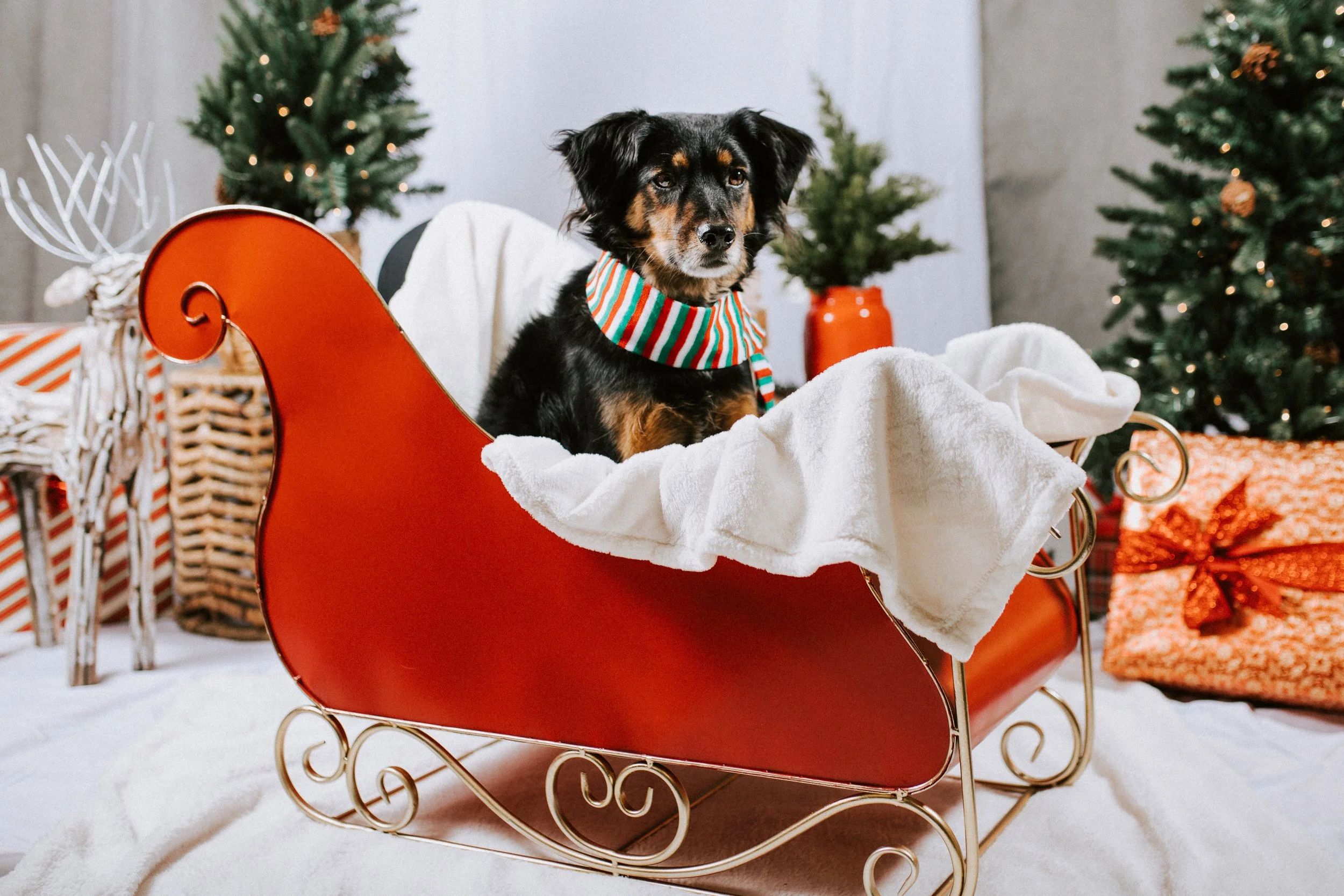 Home with Your Dog for the Holidays