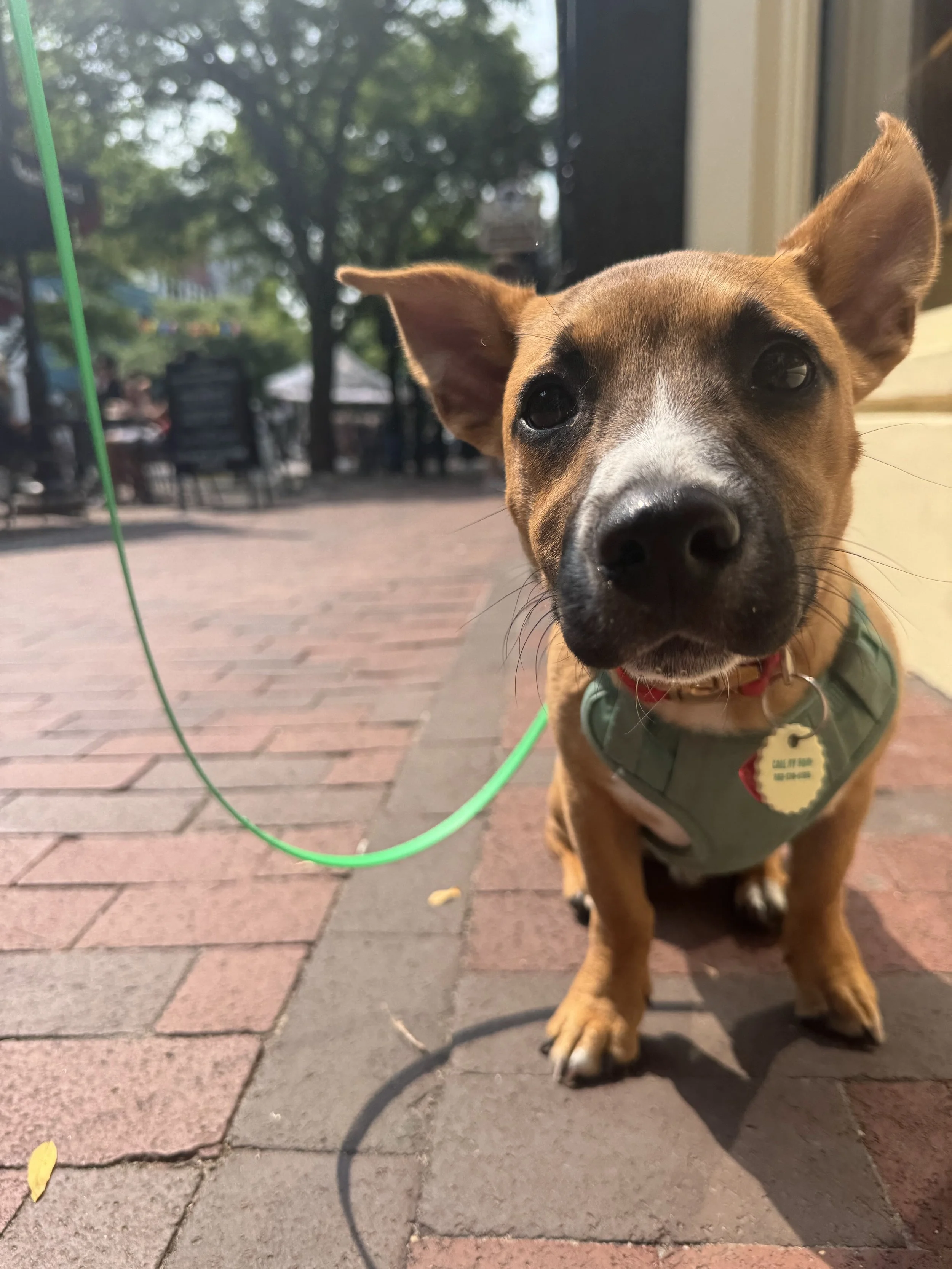 Downtown Dog Etiquette