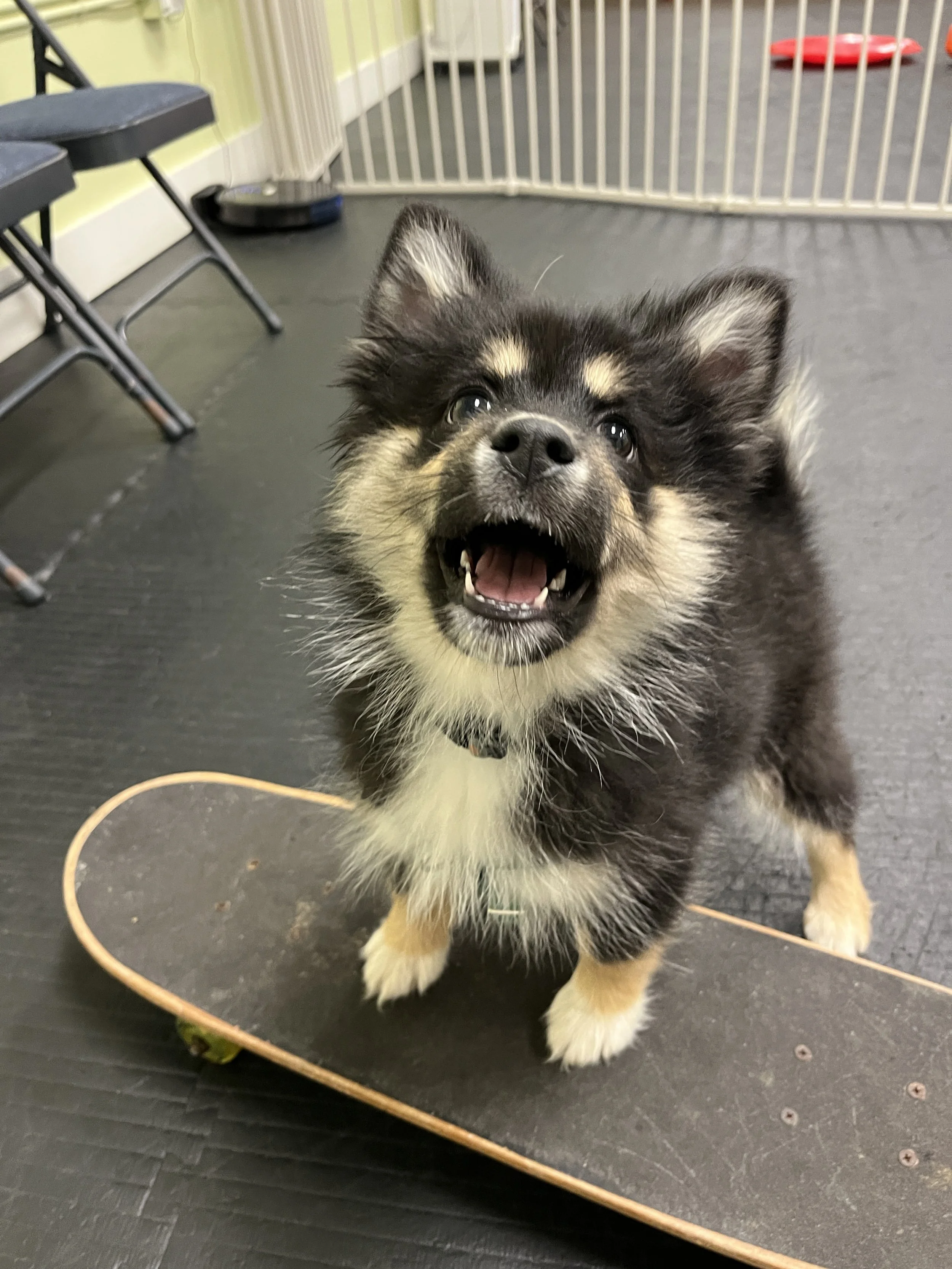 Socializing Your Puppy