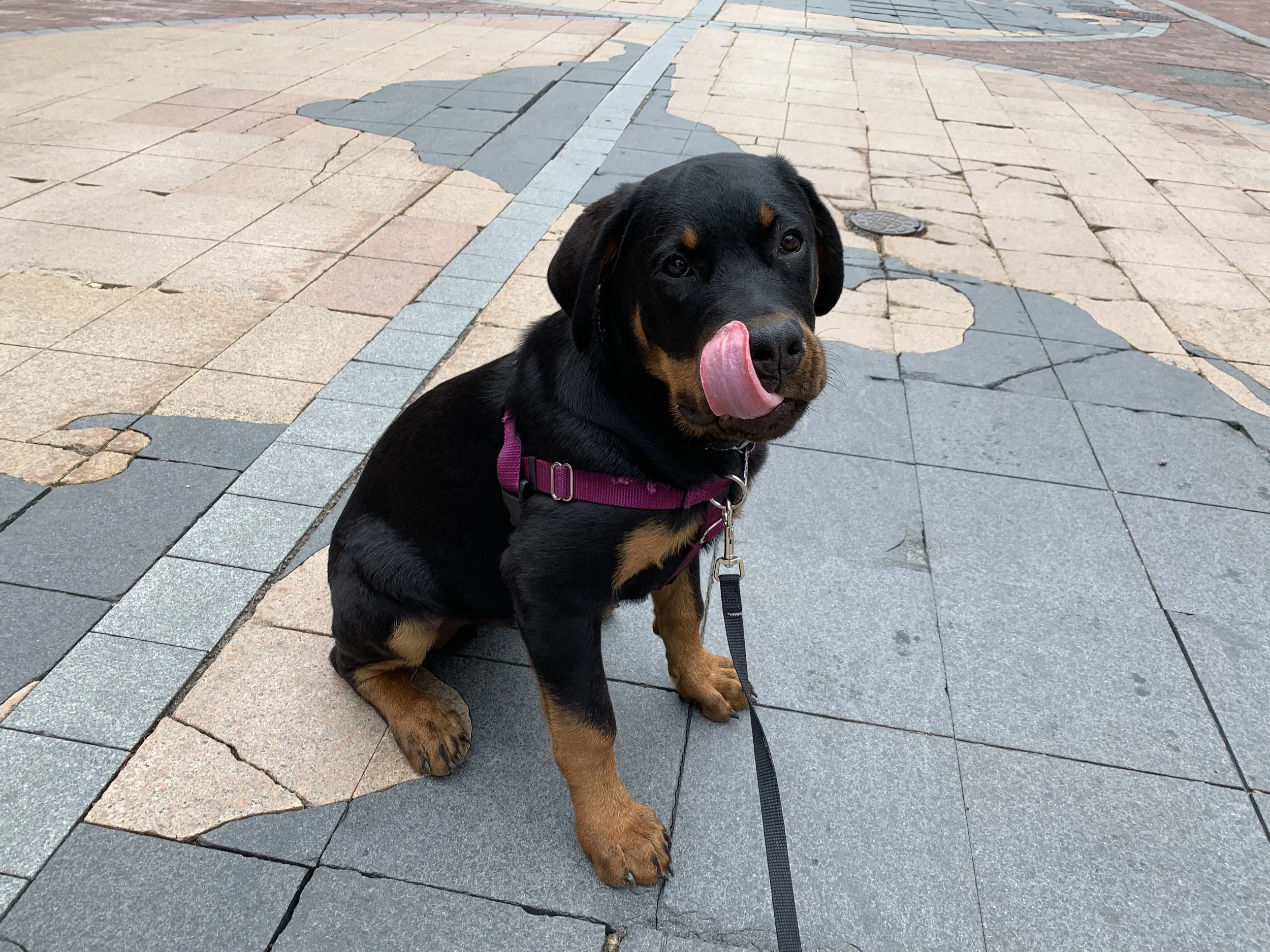 A cute black and tan Rottweiler puppy sitting on a cracked, multicolored walkway, licking its nose.