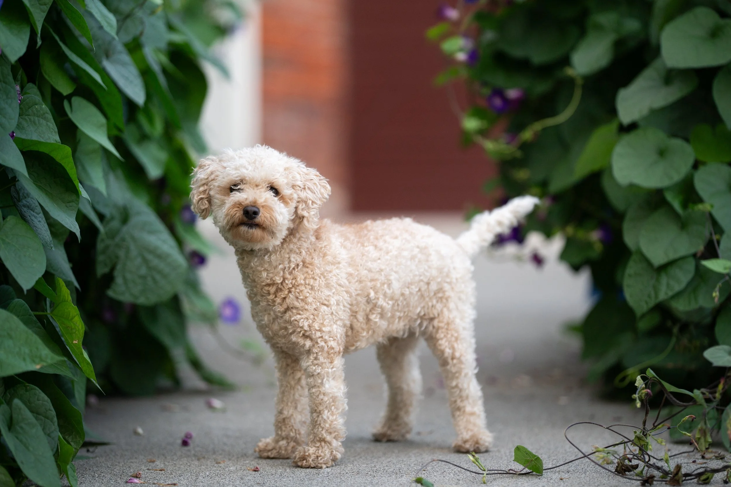 Winnie (small white poodle mix)