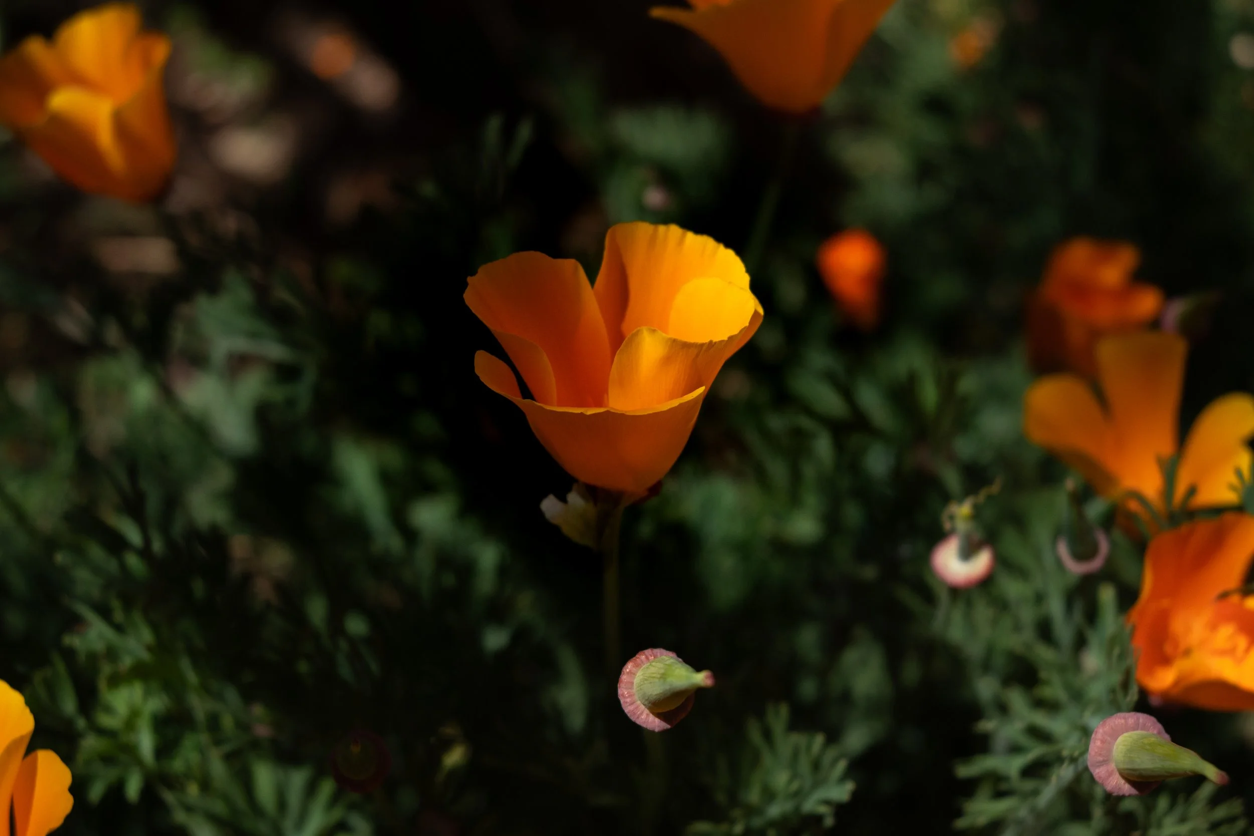 _JA50444.jpg