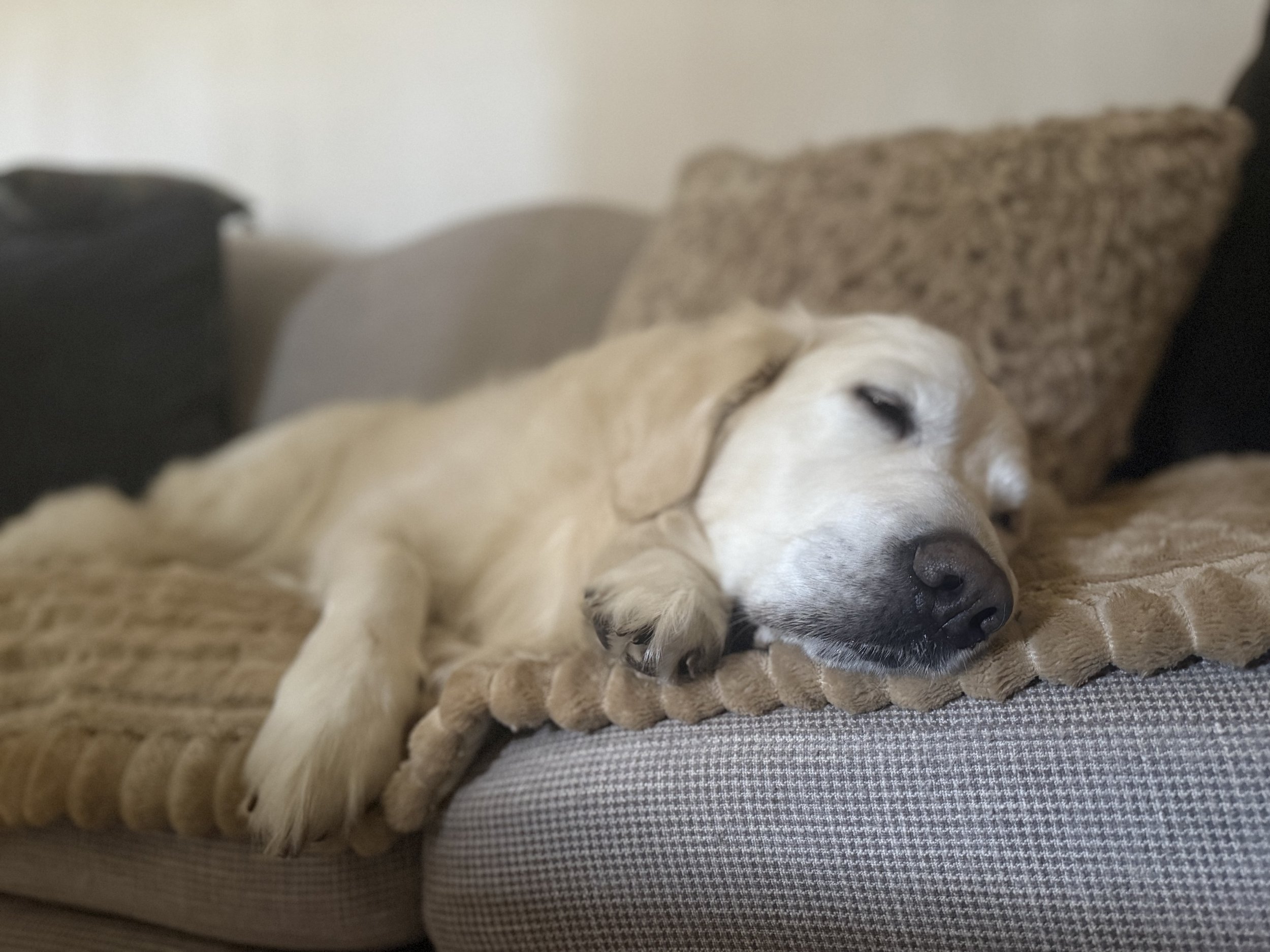 A yellow Labrador Retriever dog sleeping on a sofa with a brown blanket.