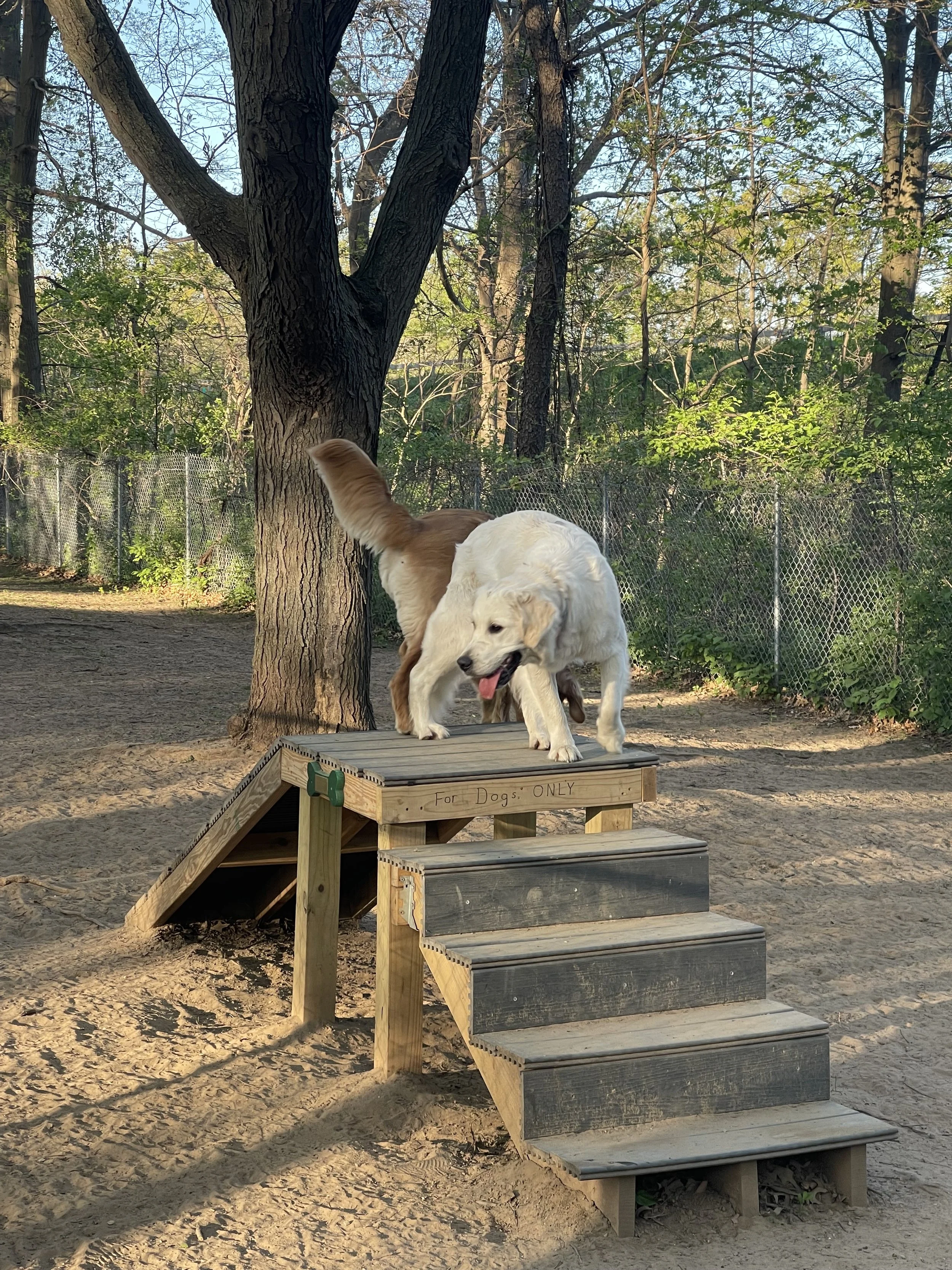 Two dogs, a golden retriever and a chocolate lab, playing on a small wooden dog agility ramp outdoors with trees and a fence in the background.