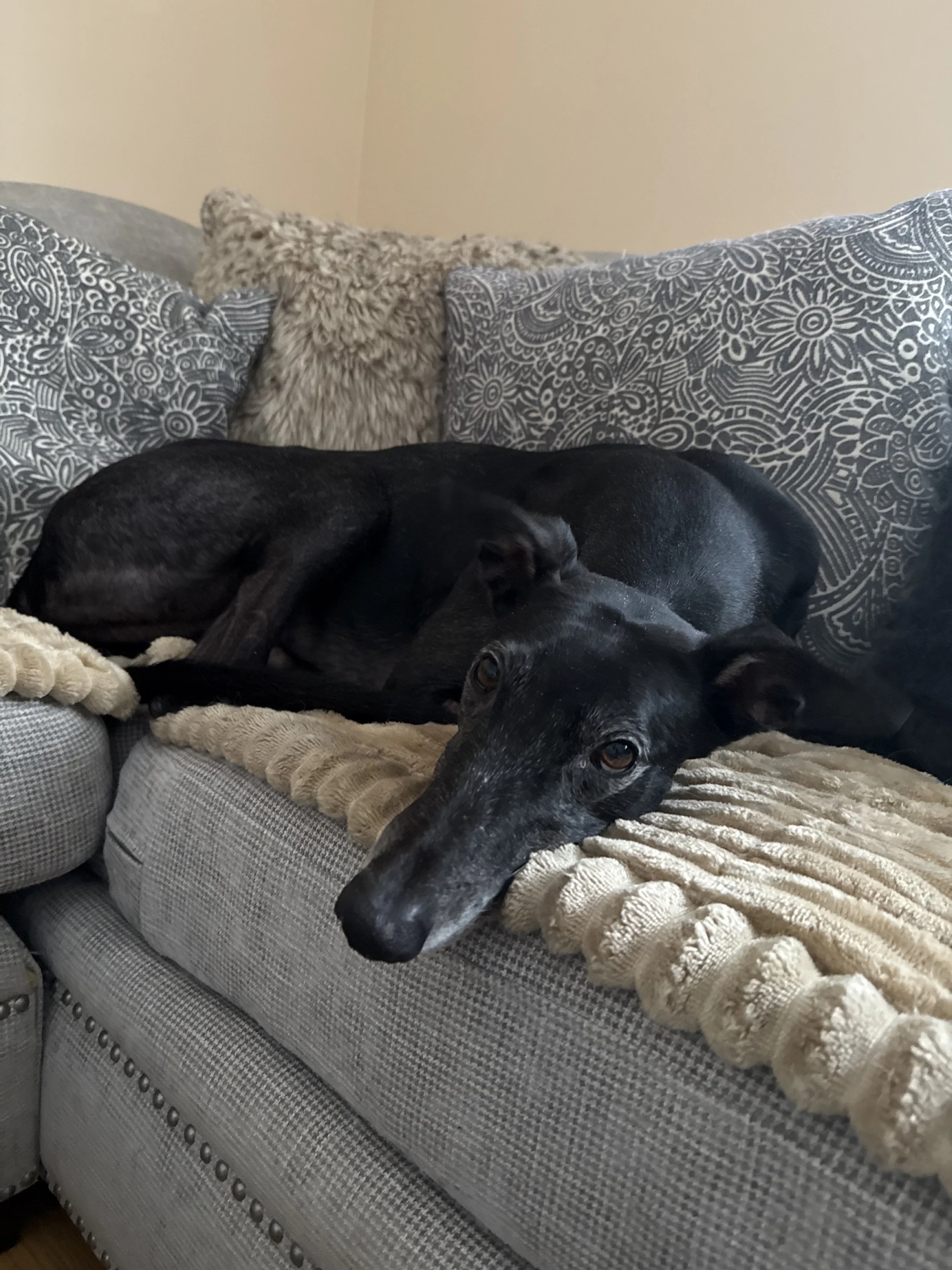 A black dog lying on a beige blanket on a gray upholstered couch, with patterned pillows in the background.
