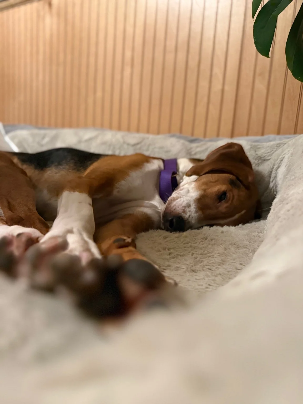 A brown and white dog lying on a bed with a beige blanket, resting with its eyes closed.