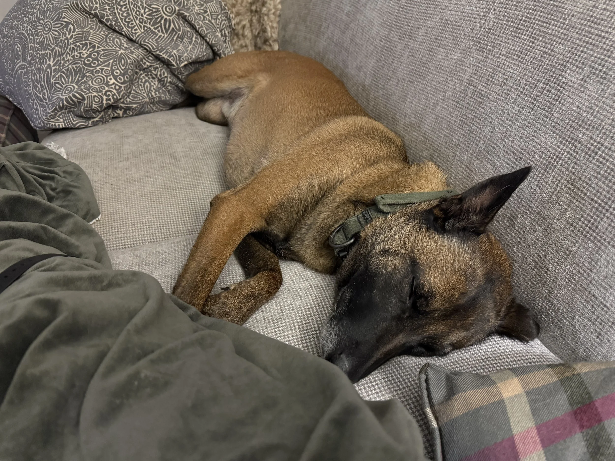 A brown dog with a black face sleeping on a gray couch, with one ear perked up and wearing a green collar.