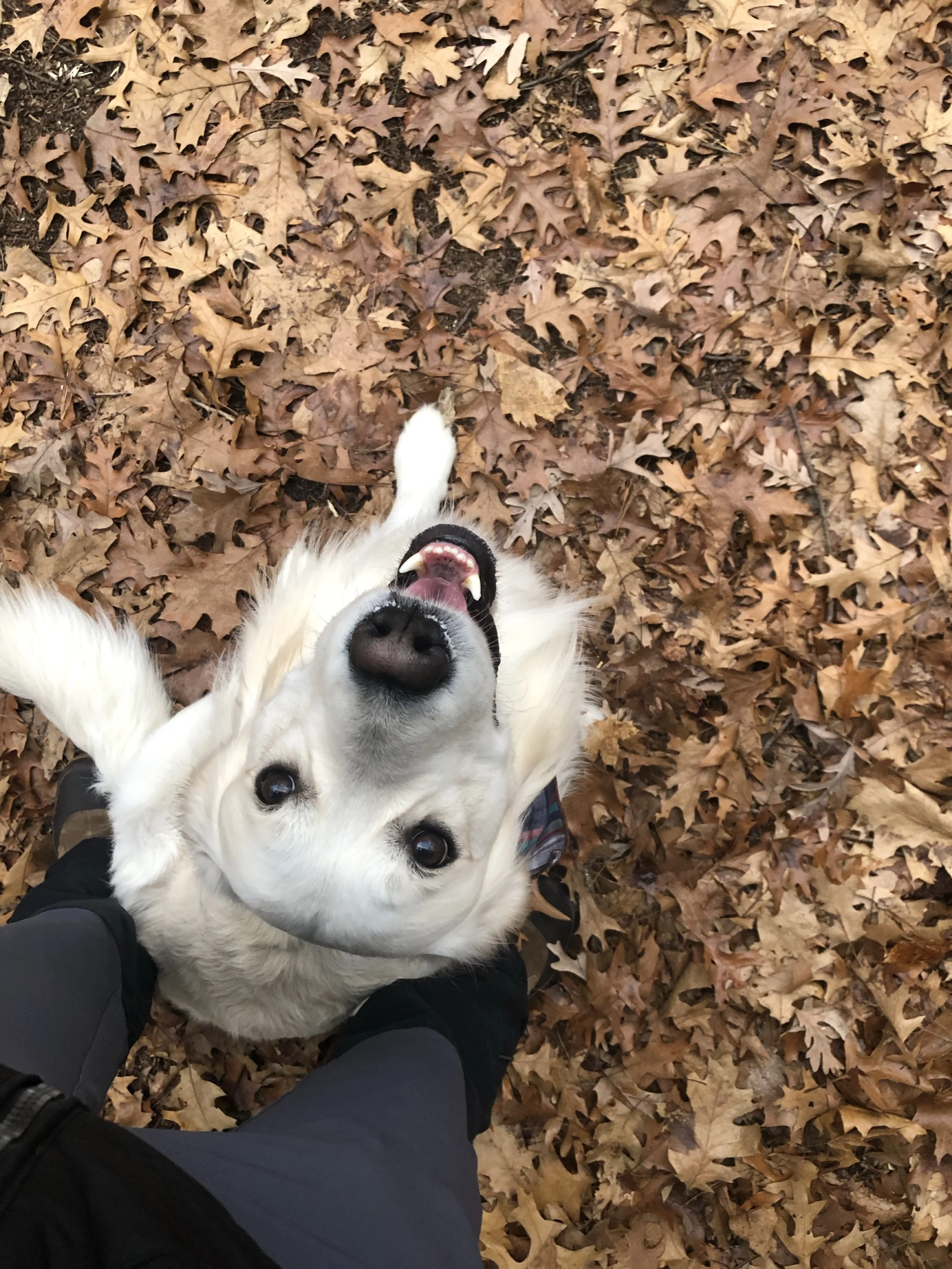 A happy golden retriever dog looking up with a joyful expression, surrounded by fallen autumn leaves.