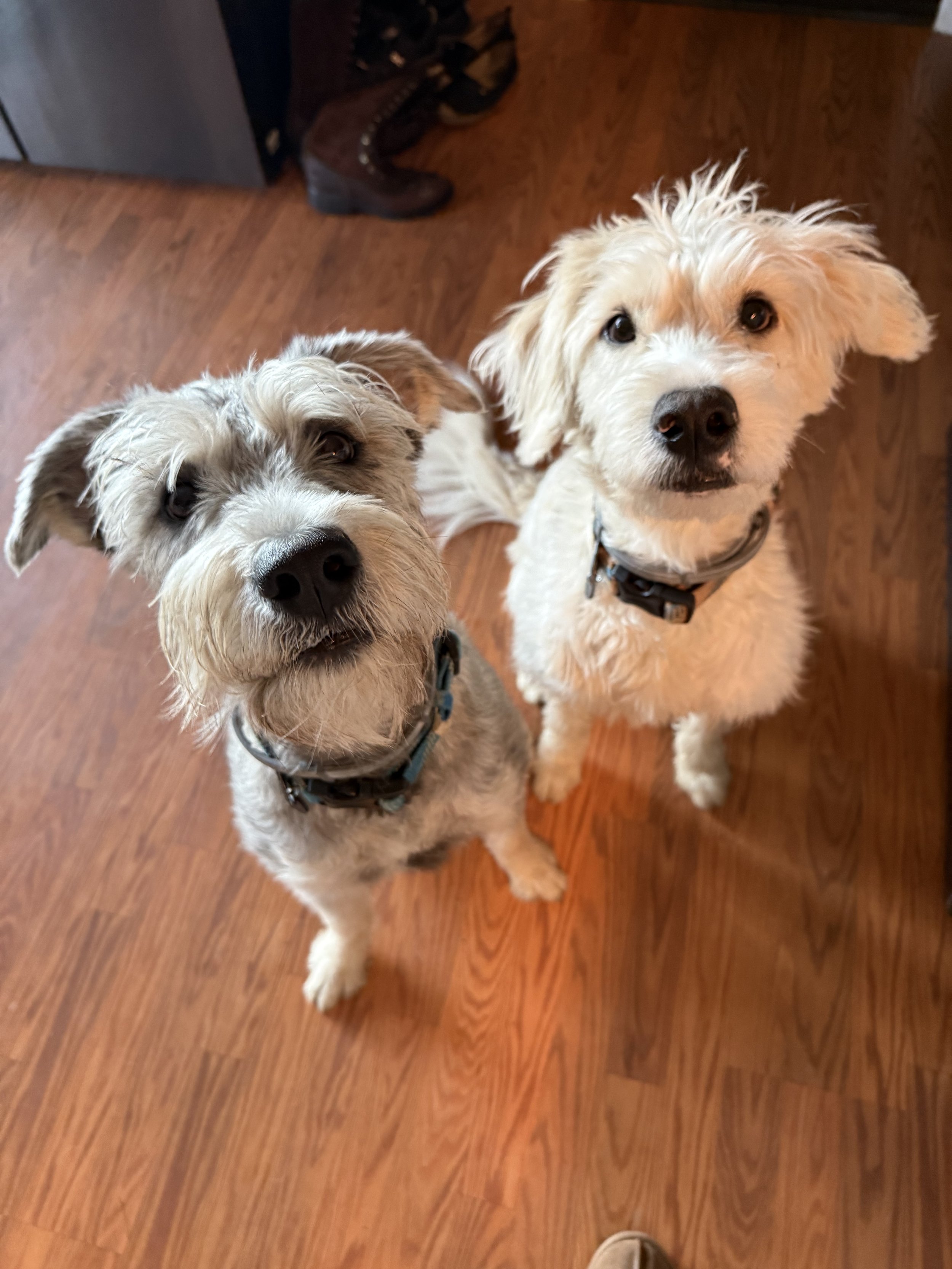 Two dogs looking up at the camera with a wooden floor and a partial view of a person's shoe in the bottom corner.