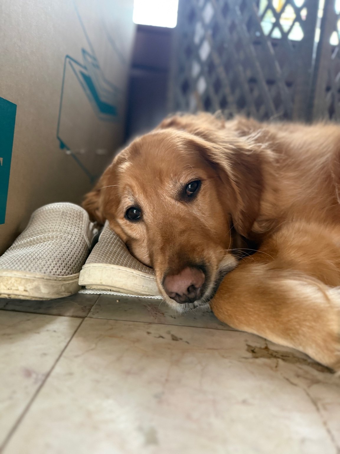 Golden retriever lying down on the floor with its head resting on a shoe, looking at the camera with a relaxed expression.