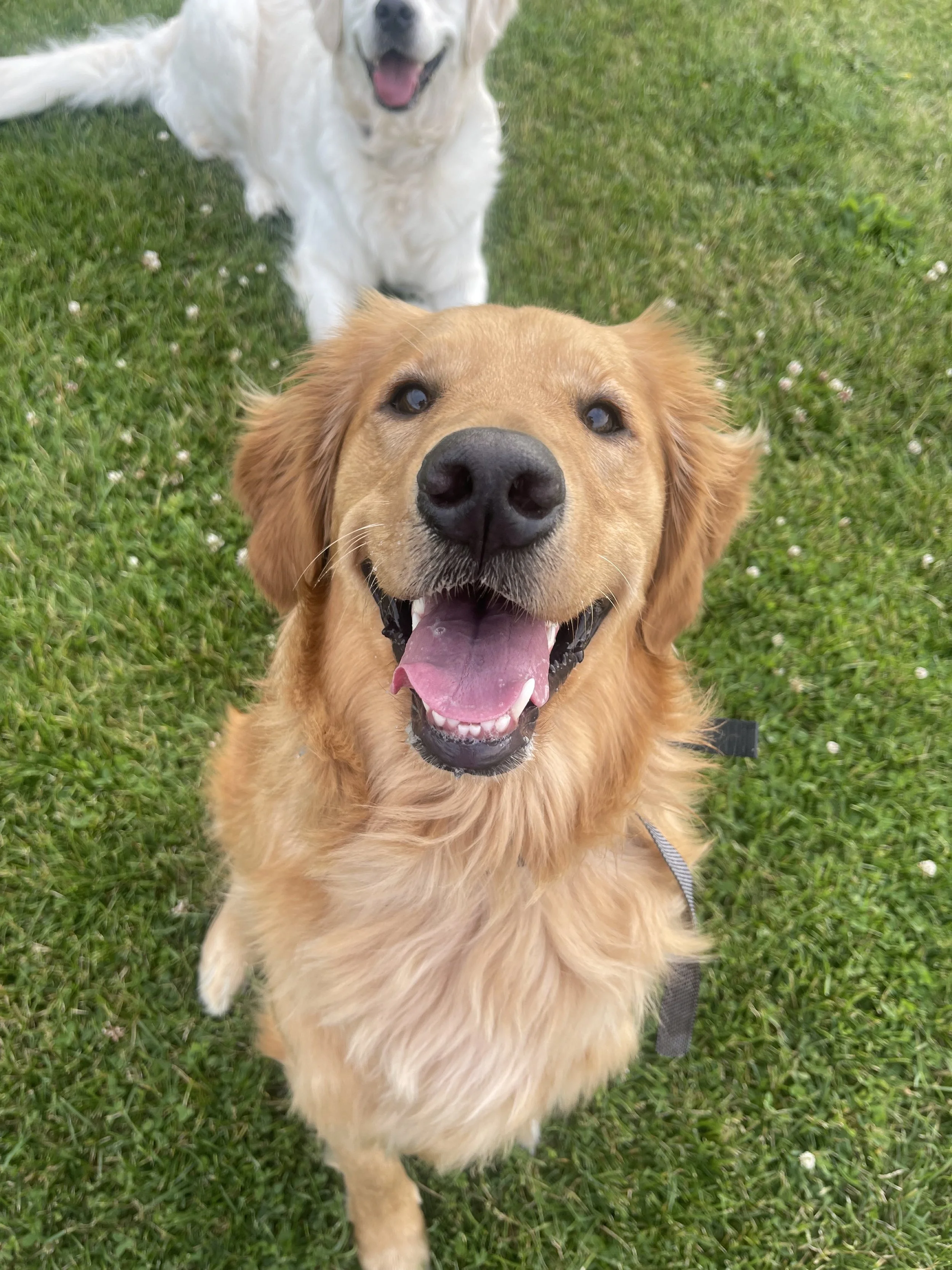 Close-up of a happy Golden retriever with its mouth open, sitting on green grass, with a Labrador retriever in the background.