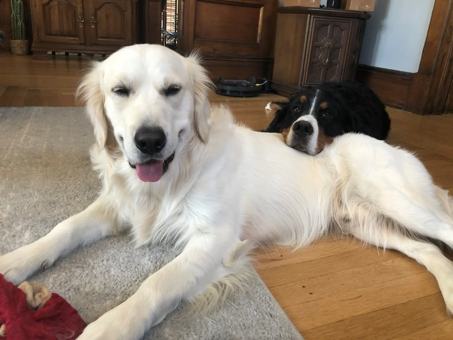 Two dogs, a golden retriever and a Bernese mountain dog, lying on the floor inside a home. The golden retriever is in the foreground, looking at the camera with eyes closed and tongue out. The Bernese mountain dog is behind, resting its head on the retriever's back, gazing at the camera. The background shows wooden furniture and a hardwood floor.