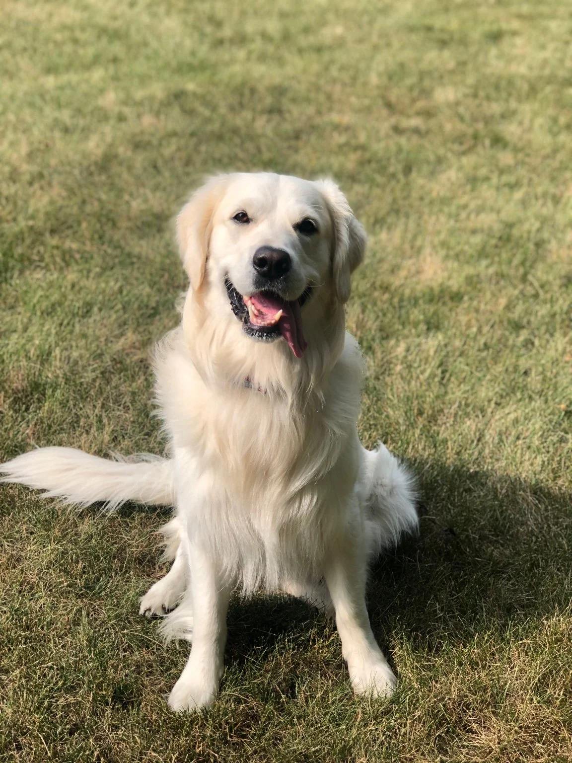 A happy, cream-colored retriever sitting on grass with its tongue out.