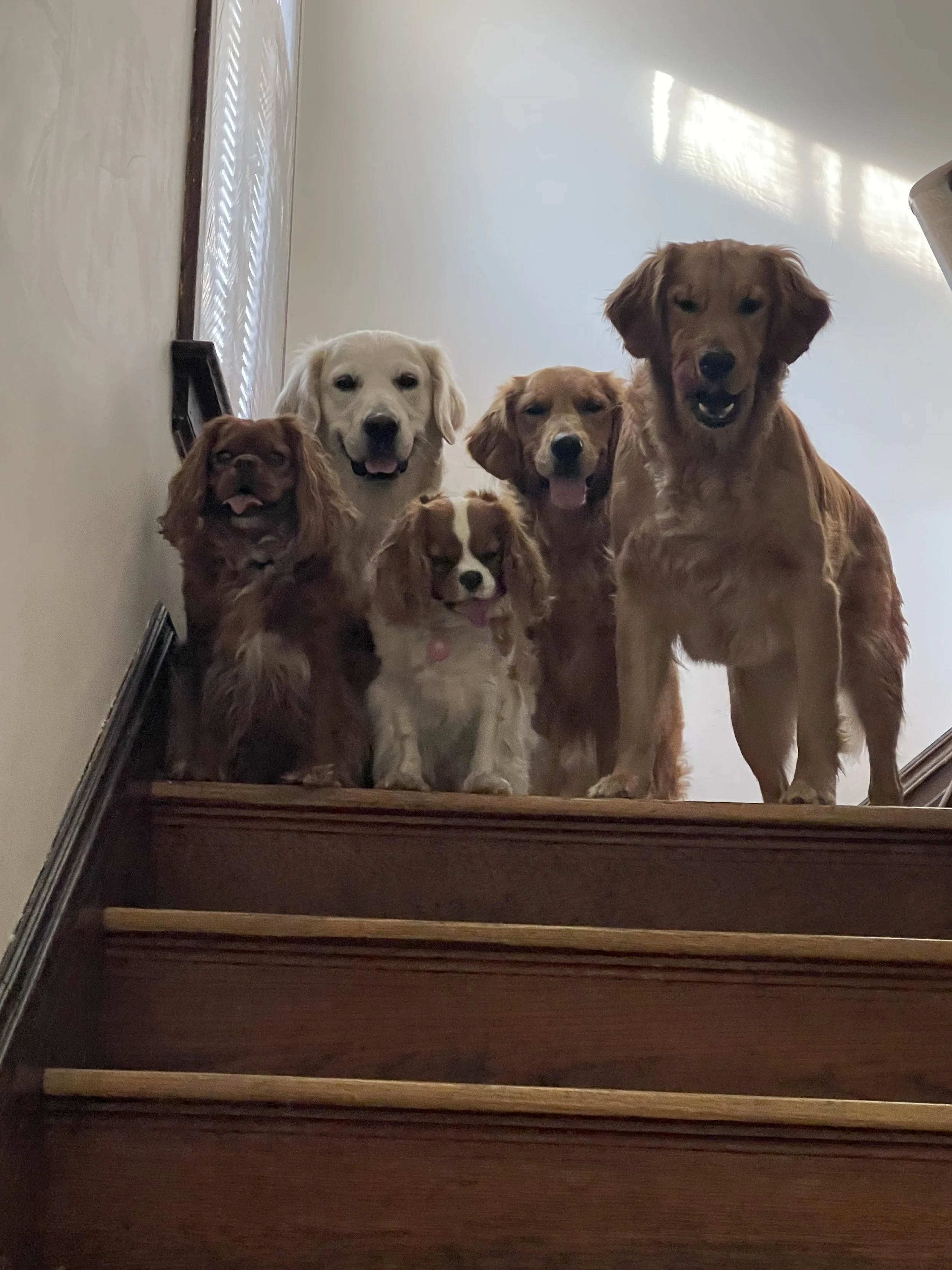 Six dogs standing on a staircase looking down at the camera.
