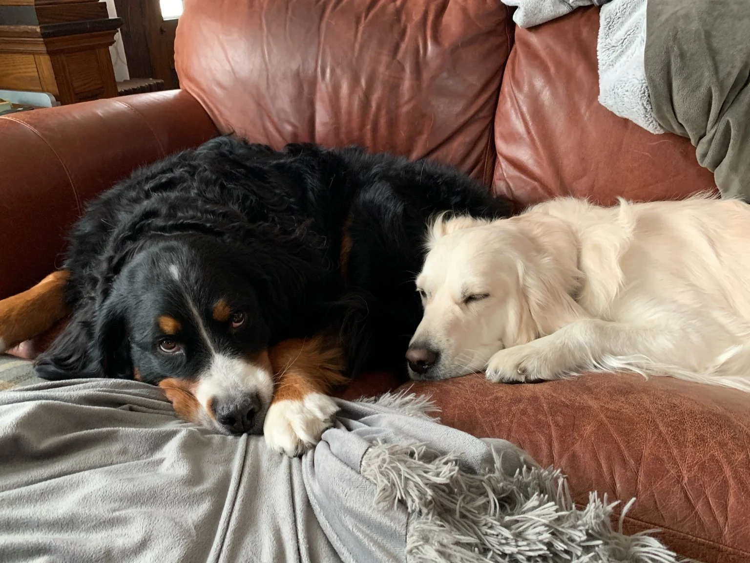 Two dogs, a Bernese Mountain Dog and a Golden Retriever, resting on a brown leather couch, with the Bernese Mountain Dog lying on a person's lap and the Golden Retriever curled up next to it with eyes closed.