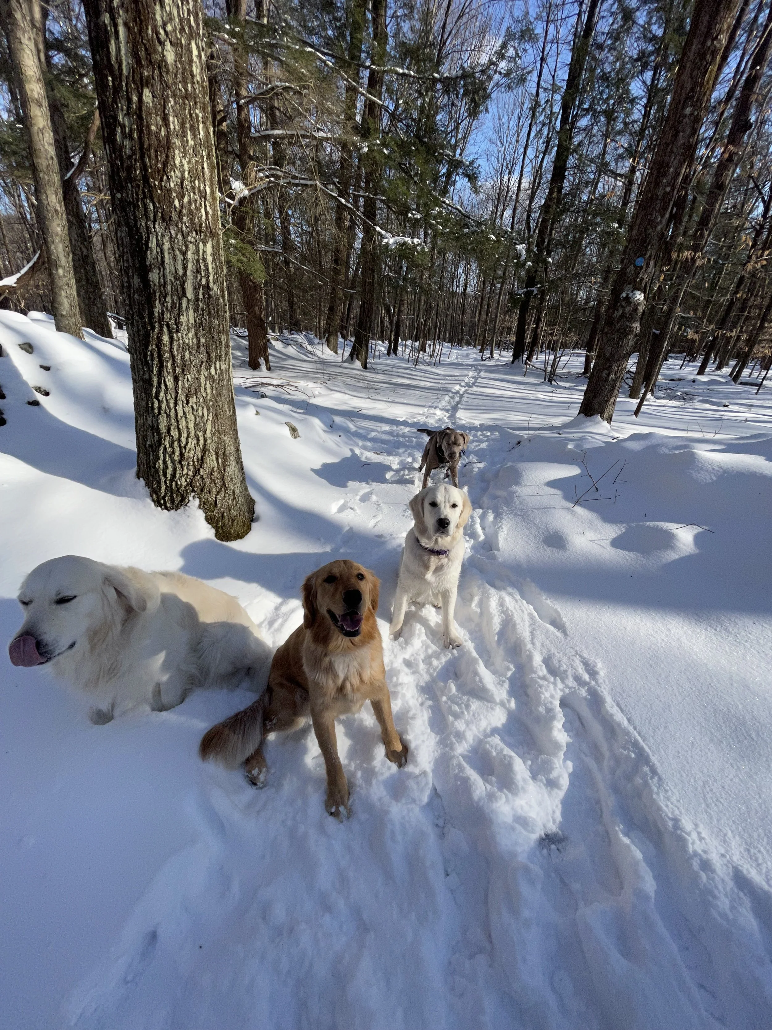 Four dogs sitting and lying on a snow-covered trail in a forest with tall trees, blue sky, and sunlight.