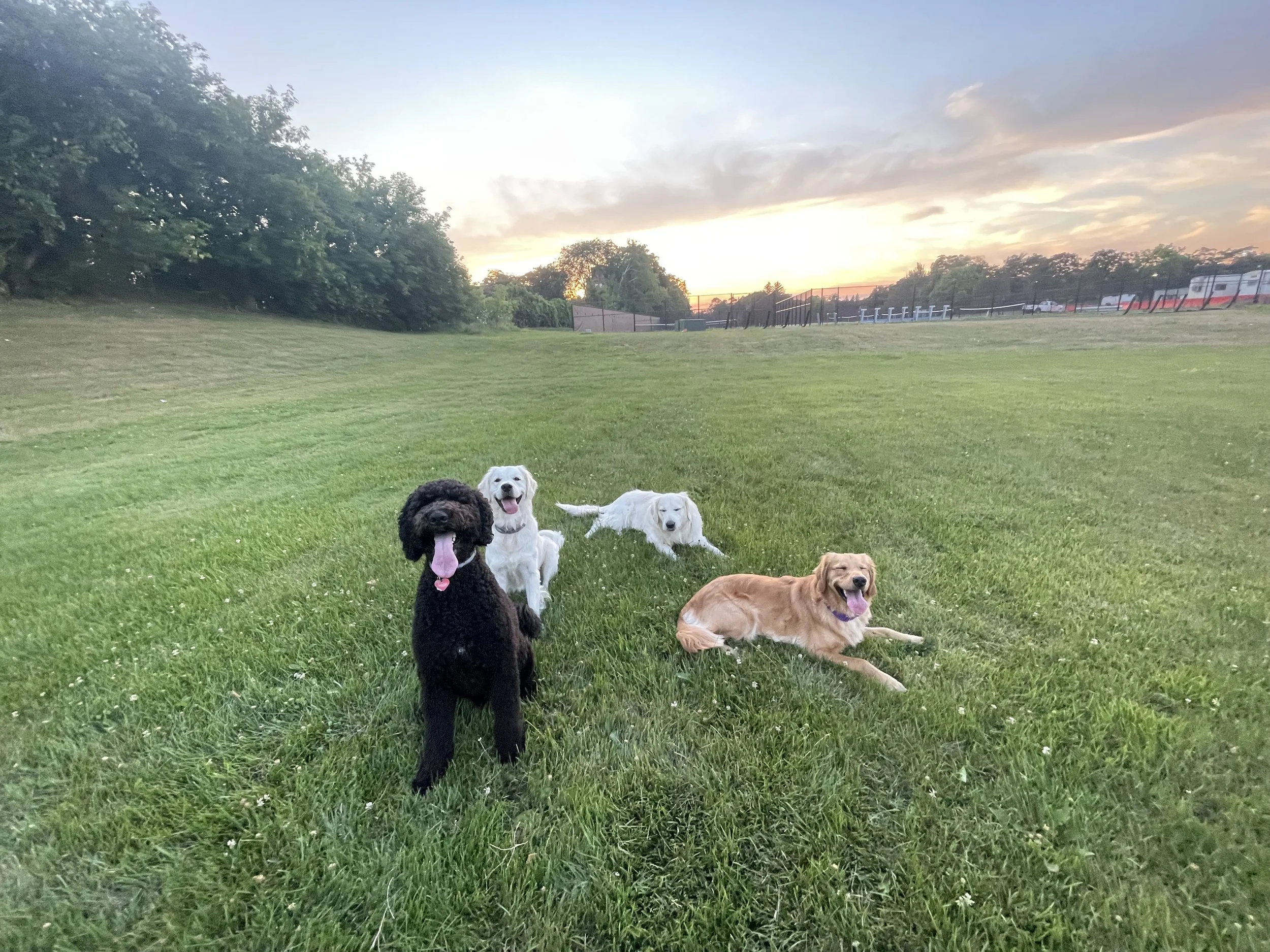 Four dogs sitting on a grassy field during sunset, with trees and a fence in the background.