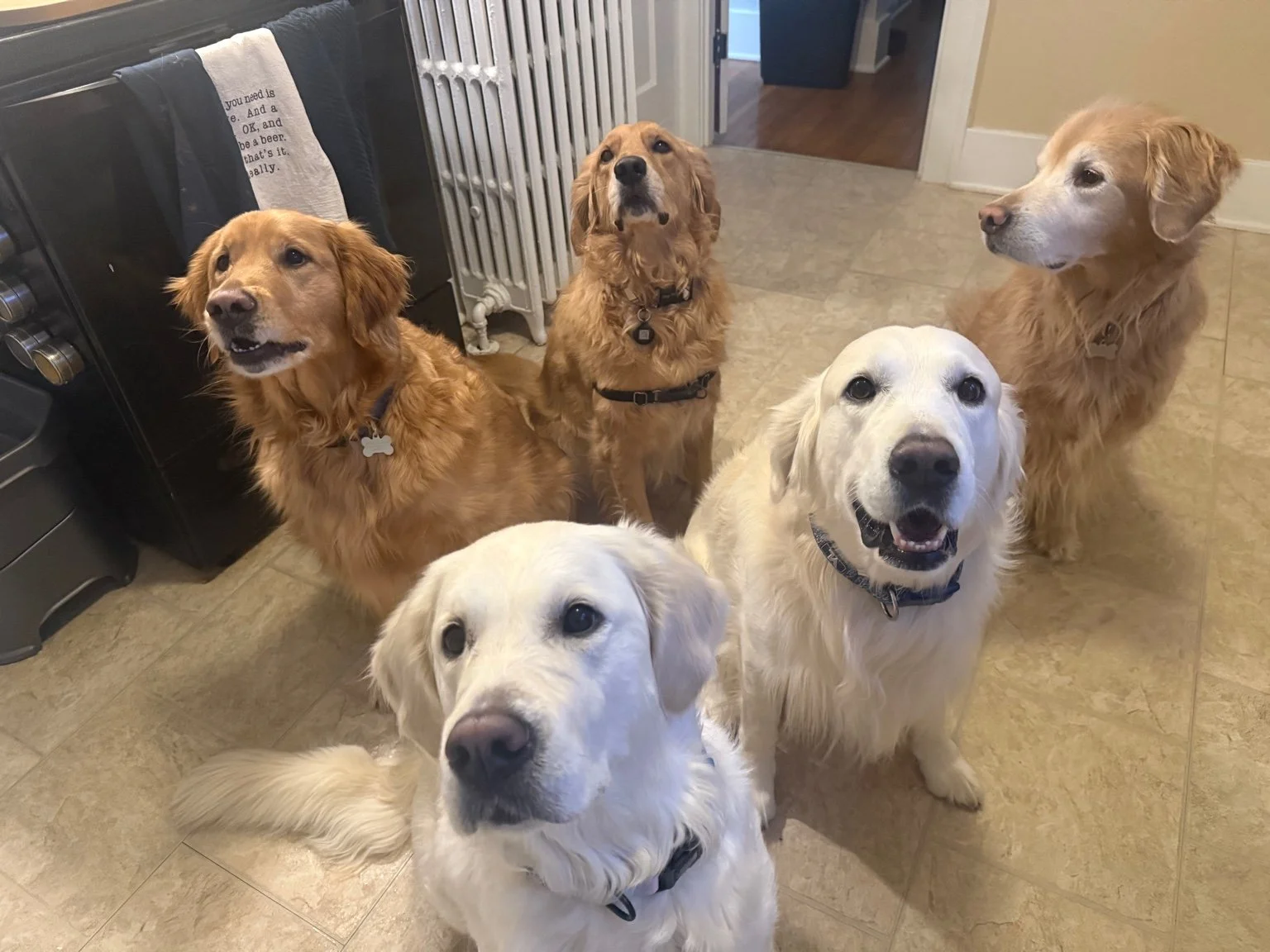Five dogs, four golden retrievers and one Labrador, sitting on a tiled kitchen floor looking at the camera.