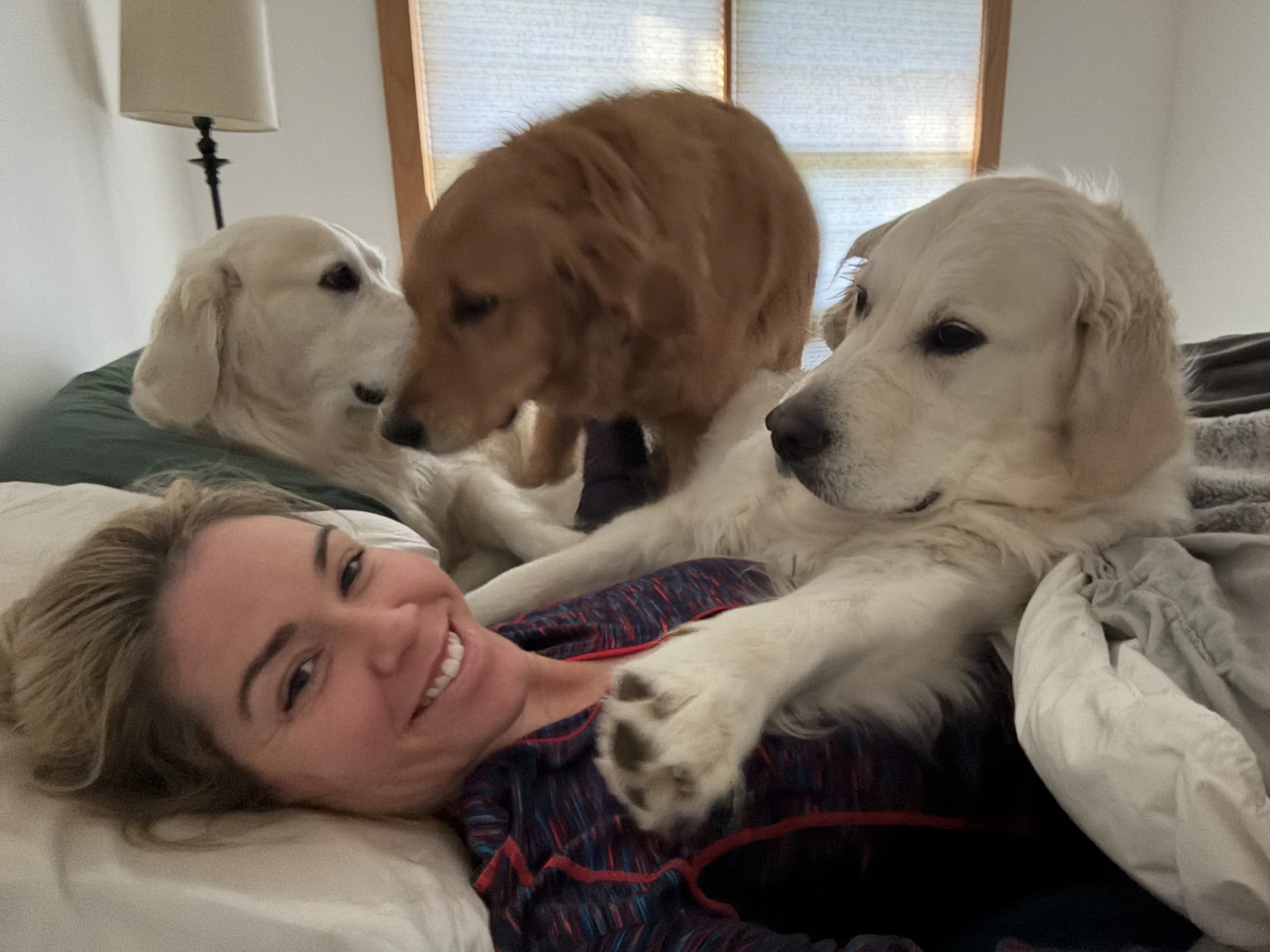 A woman lying on a bed surrounded by three Golden Retrievers, all in a cozy indoor setting.