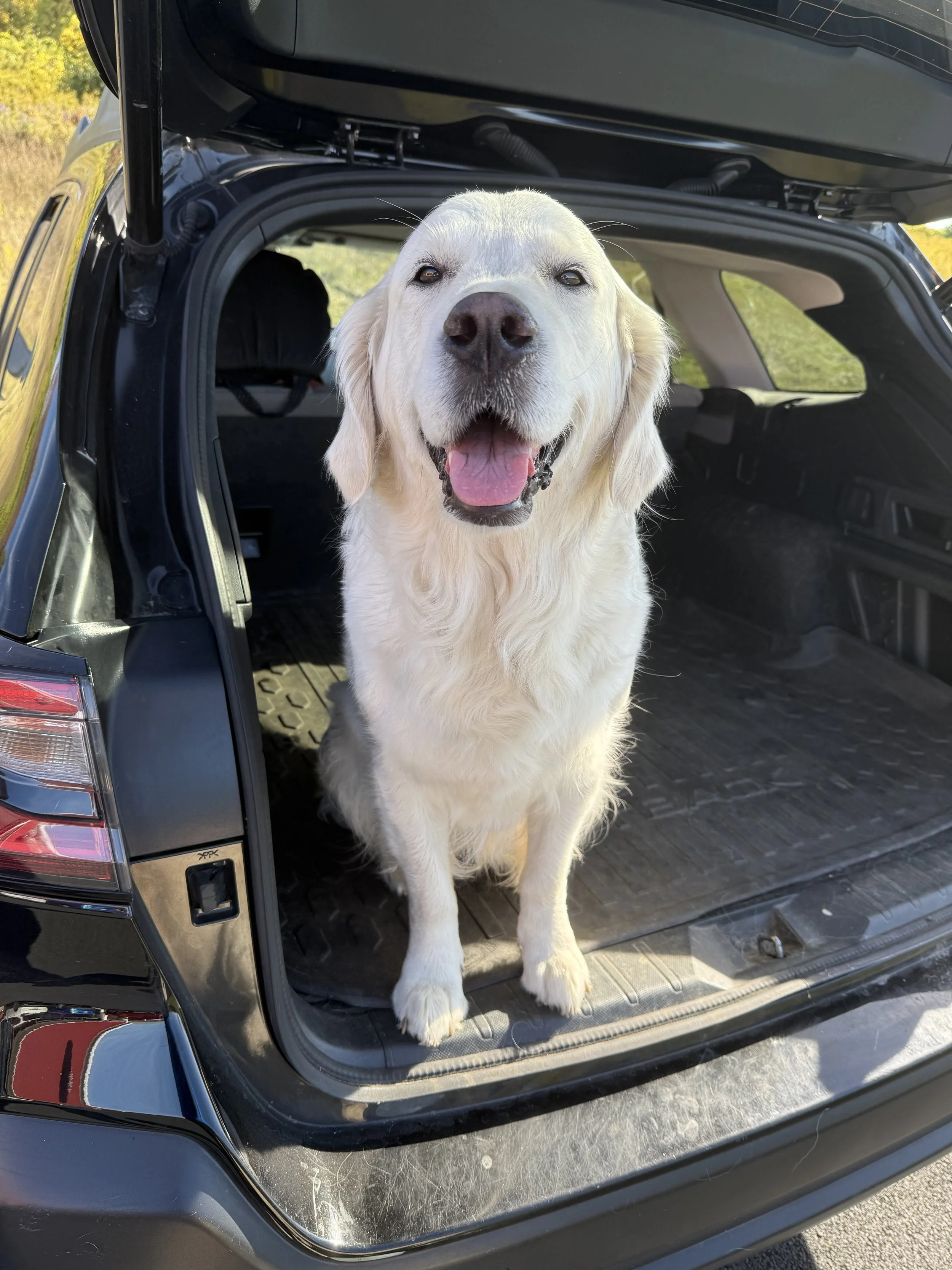 Happy golden retriever sitting in the open trunk of a black SUV with a grassy field in the background.