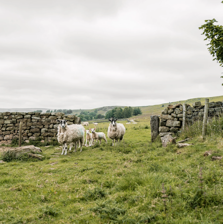 Screen Shot 2026-01-07 at 7.02.42 AM.png