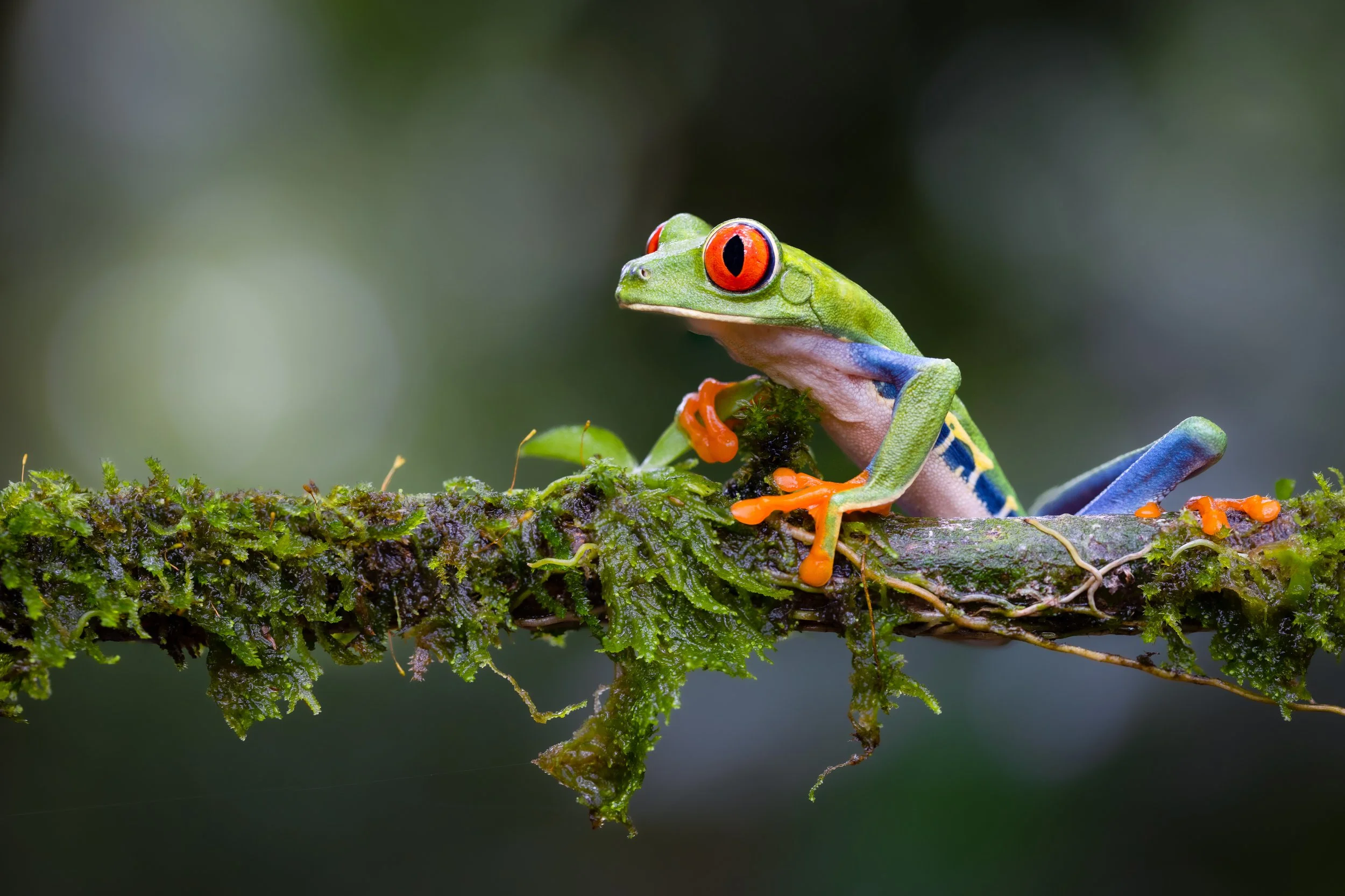 Costa rica frog1-.jpg