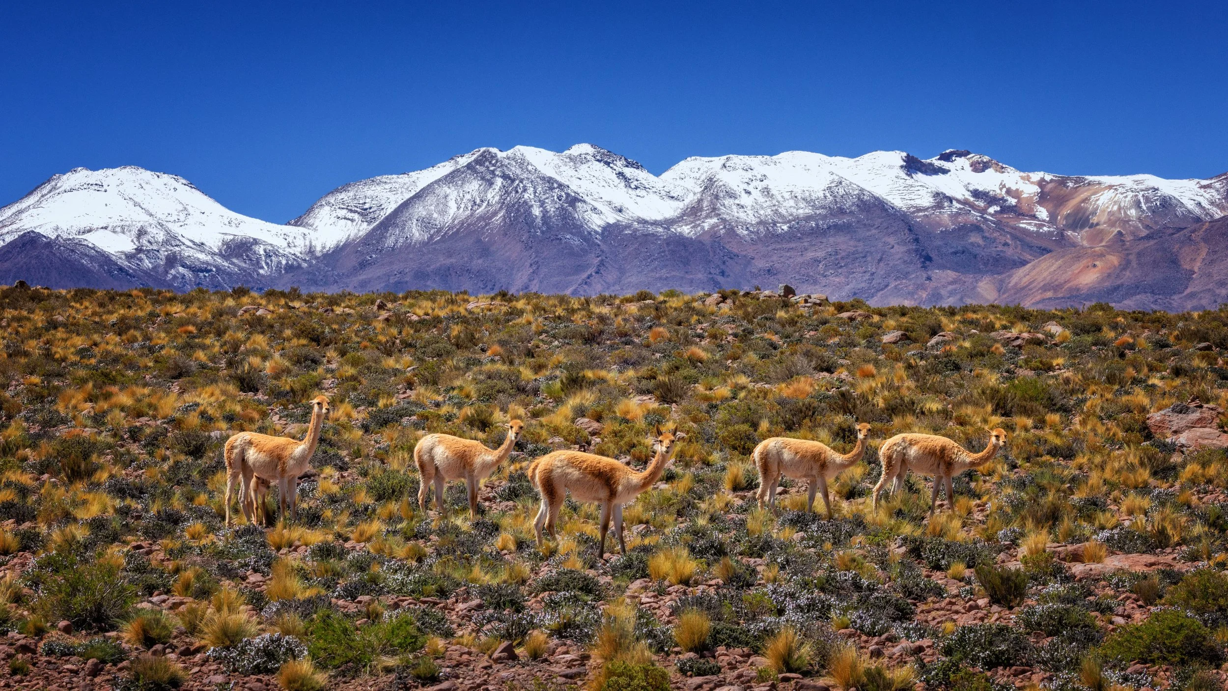 Chile Guanaco-2.jpg
