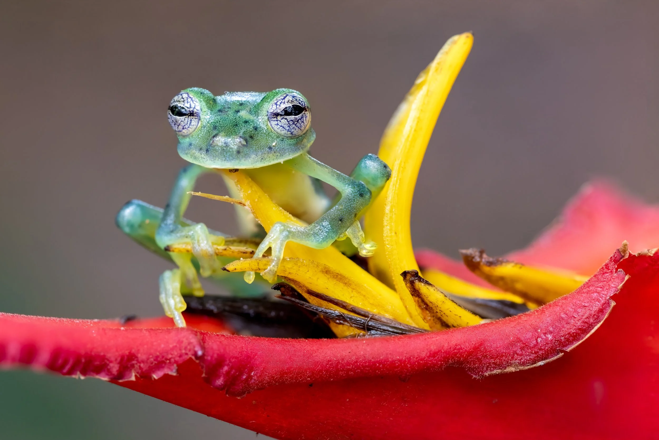 Costa rica frog2-.jpg