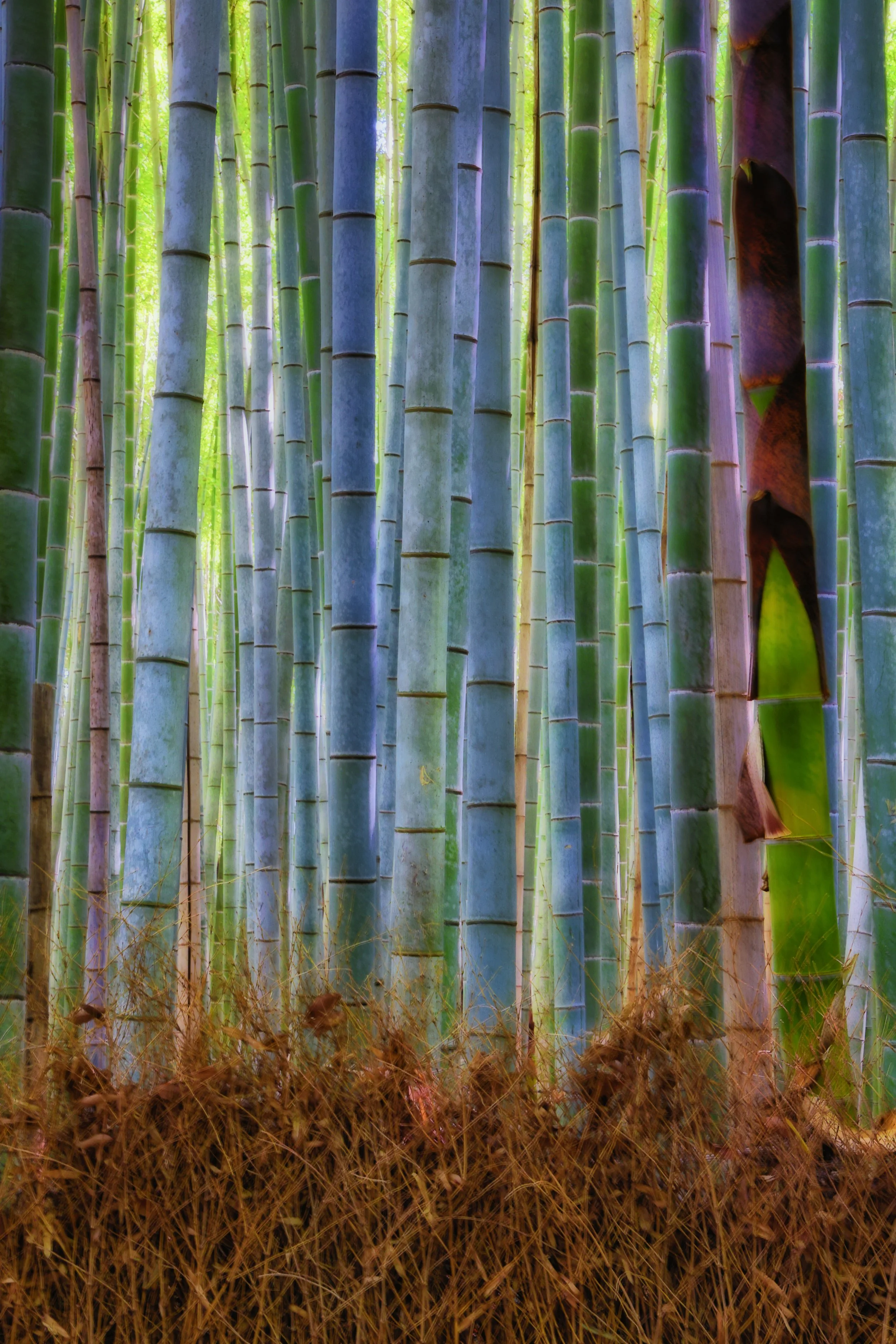 Kyoto bamboo-.jpg