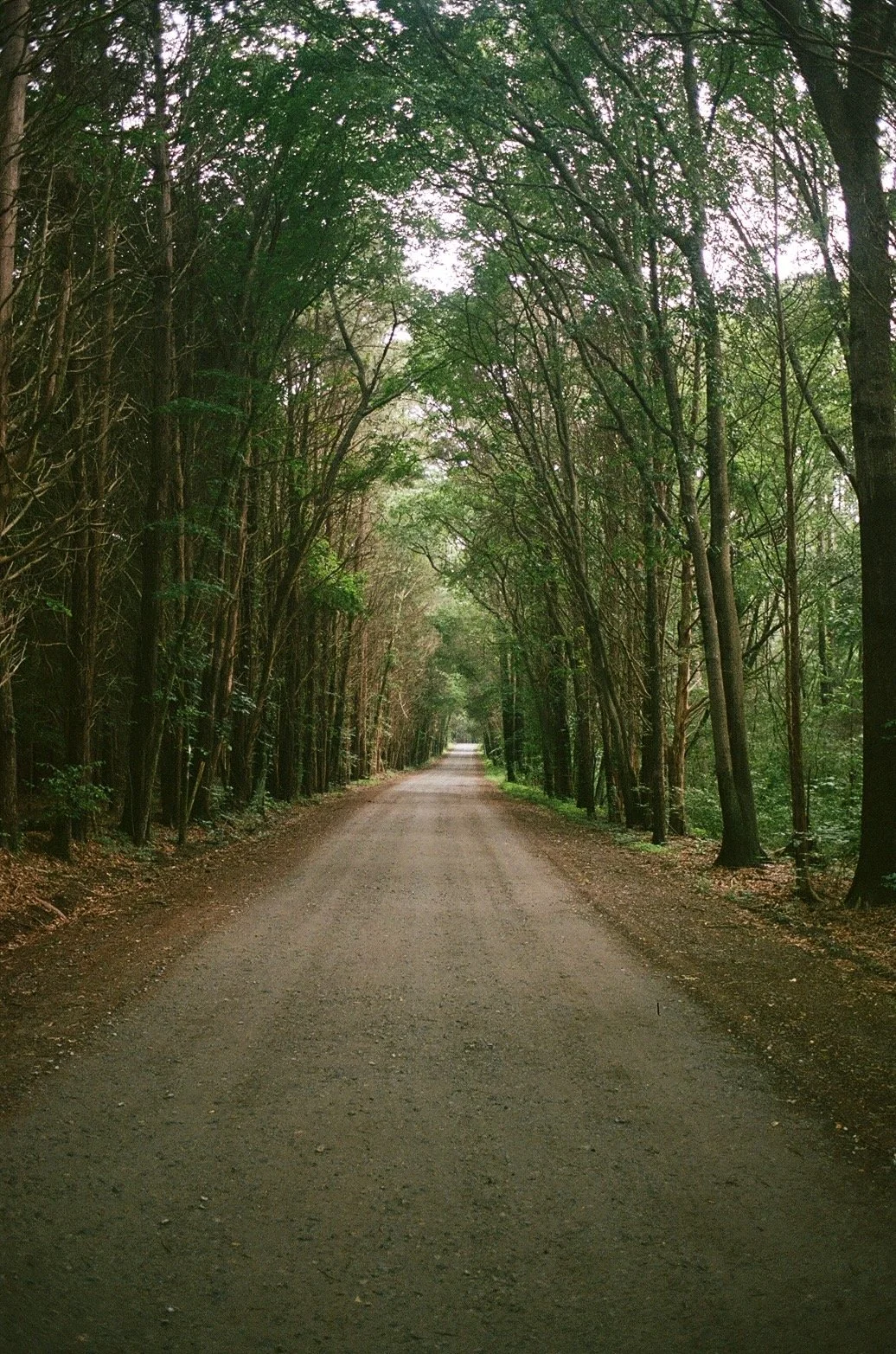 Road in the Woods