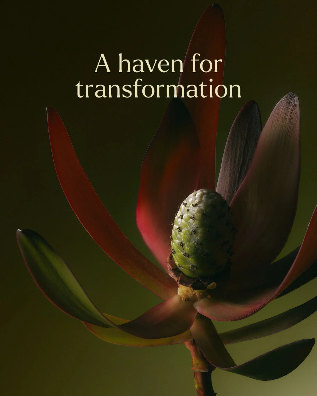 Our tranquil atmosphere is designed to foster a serene and welcoming atmosphere, providing our patients with a space to feel held. Feel welcomed, held and heard in our state of the art Fitzroy clinic. 

Our Stellar Fertility experts are ready to meet