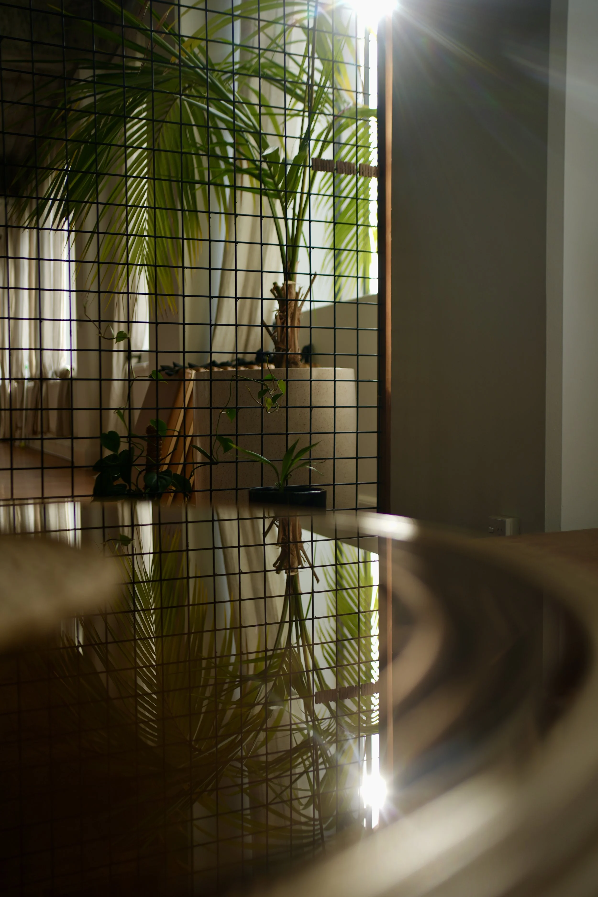 Sunlight streaming through a window onto tall indoor plants behind a wire grid divider, with their reflection visible on a shiny surface.