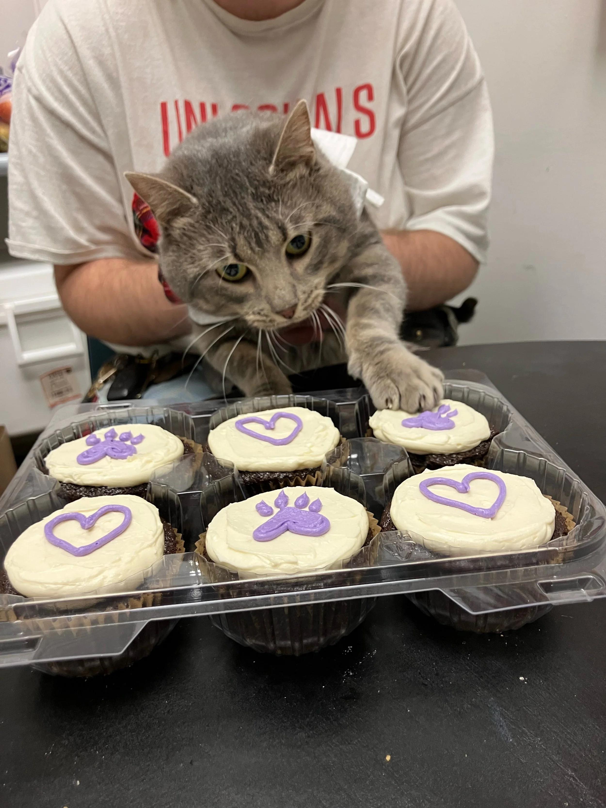 custom cupcakes with purple hearts and paws.