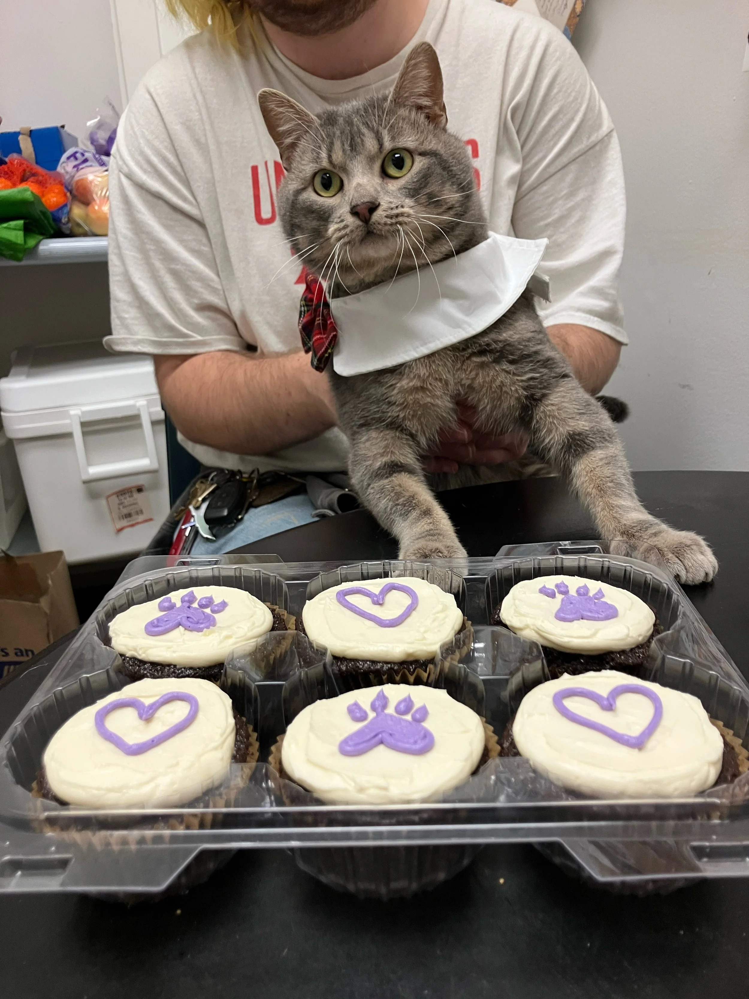 custom cupcakes with purple hearts and paws.