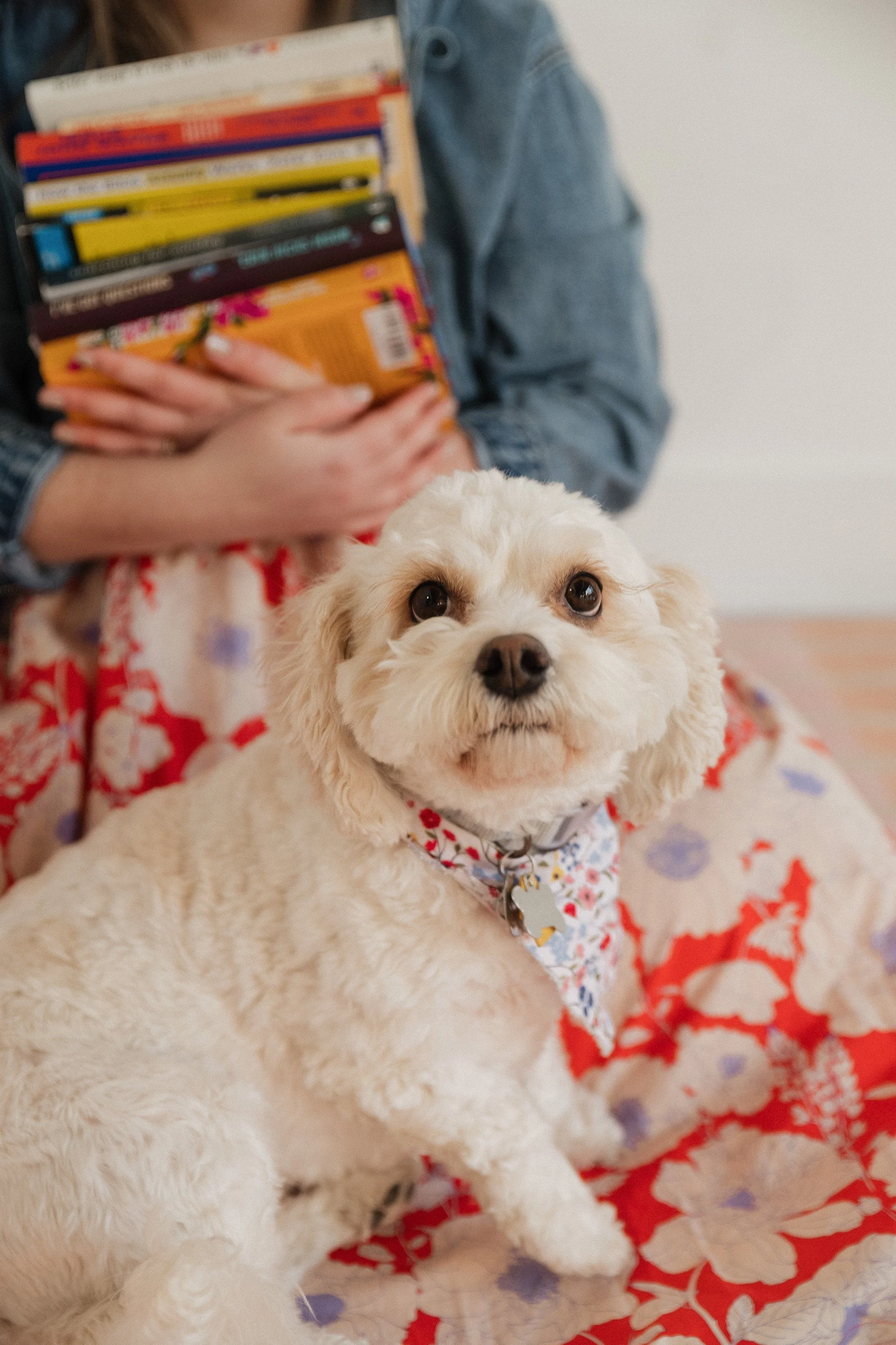 Small white dog with girl in background