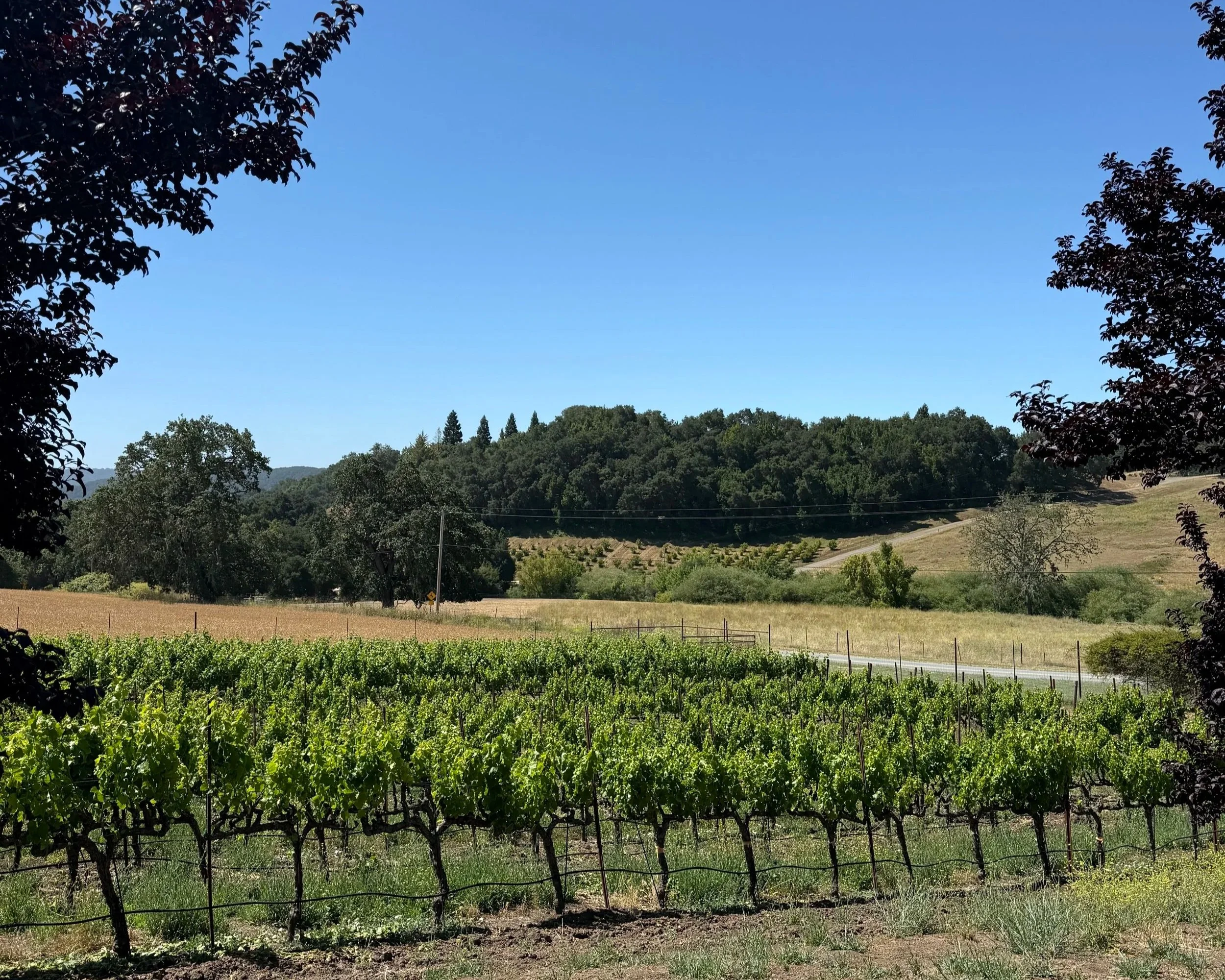 Finding Europe in California