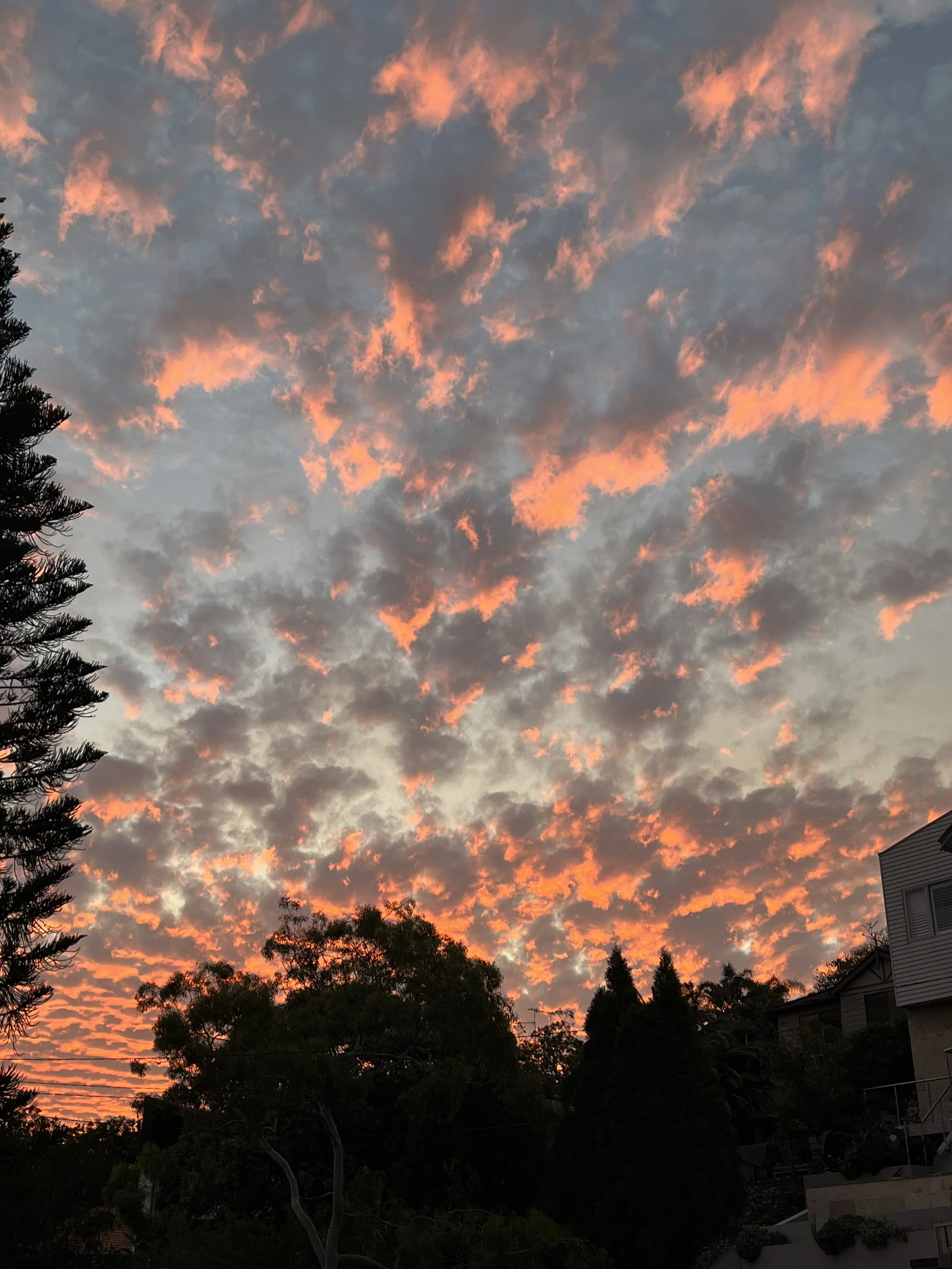 IMG_0500.jpeg