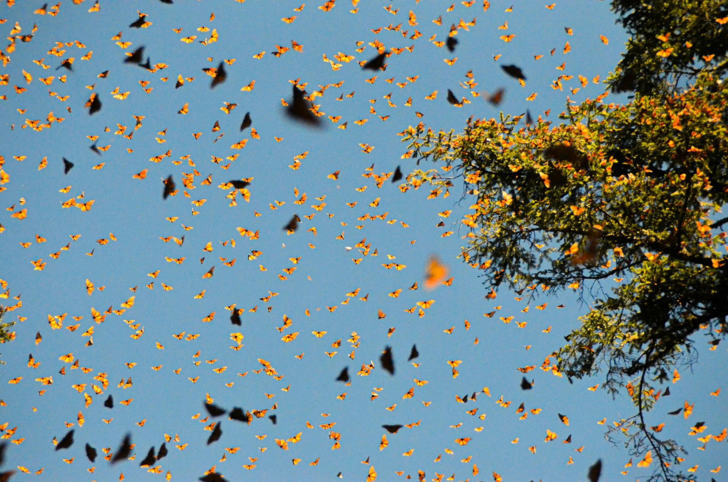 A large flock of butterflies flying in the blue sky among green tree branches.