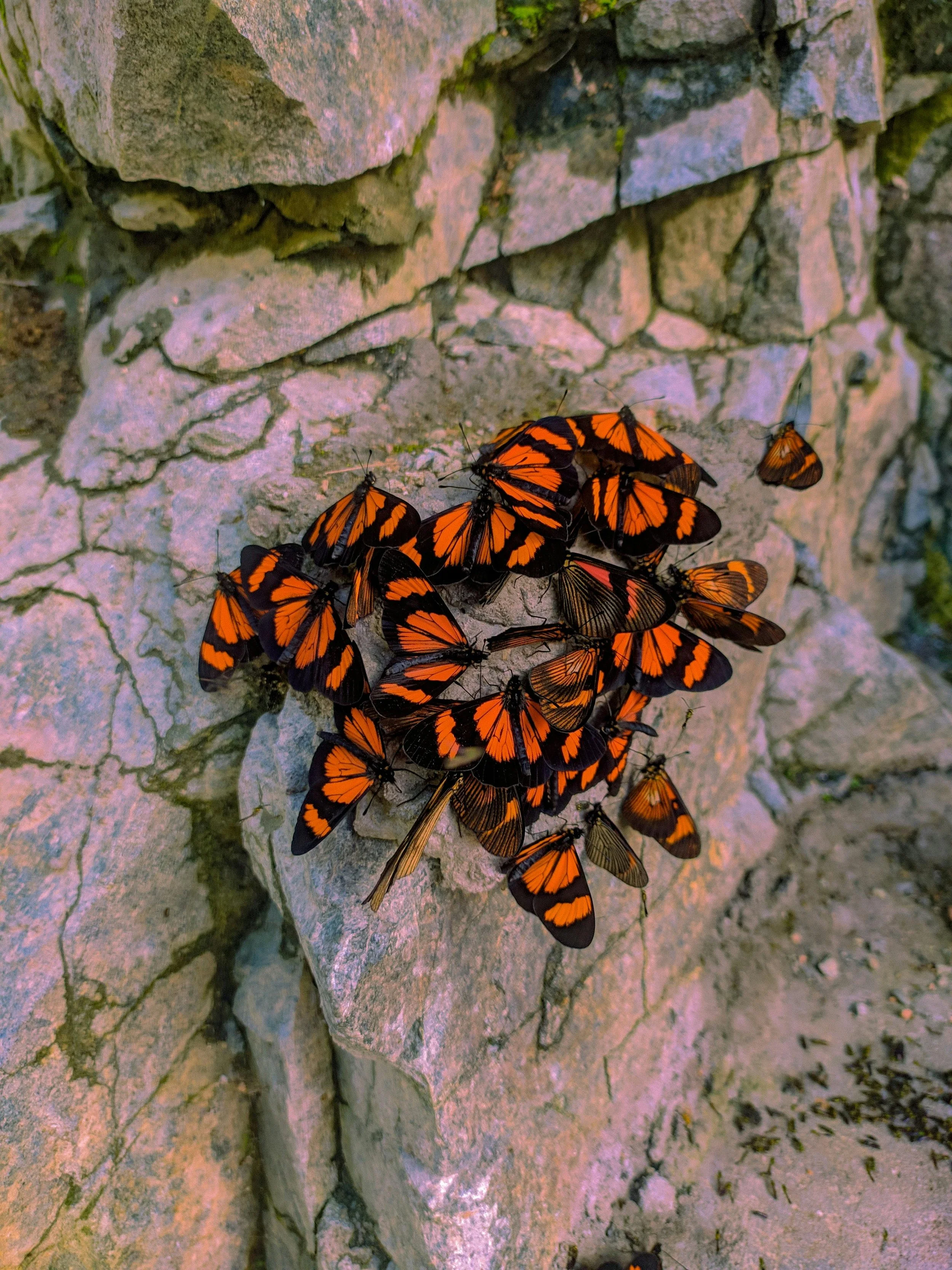 A cluster of orange and black butterflies on a rough stone wall.
