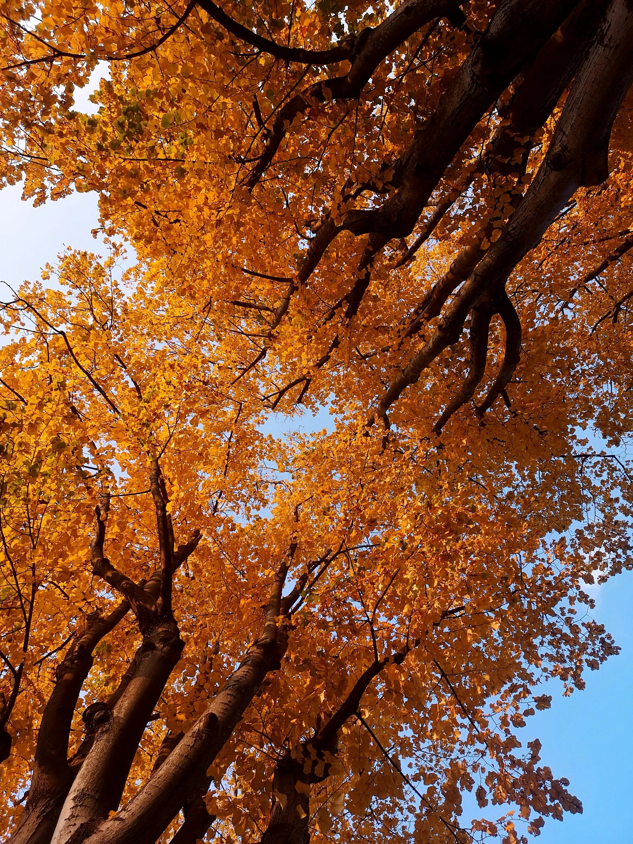Tree with orange autumn leaves seen from below against a blue sky