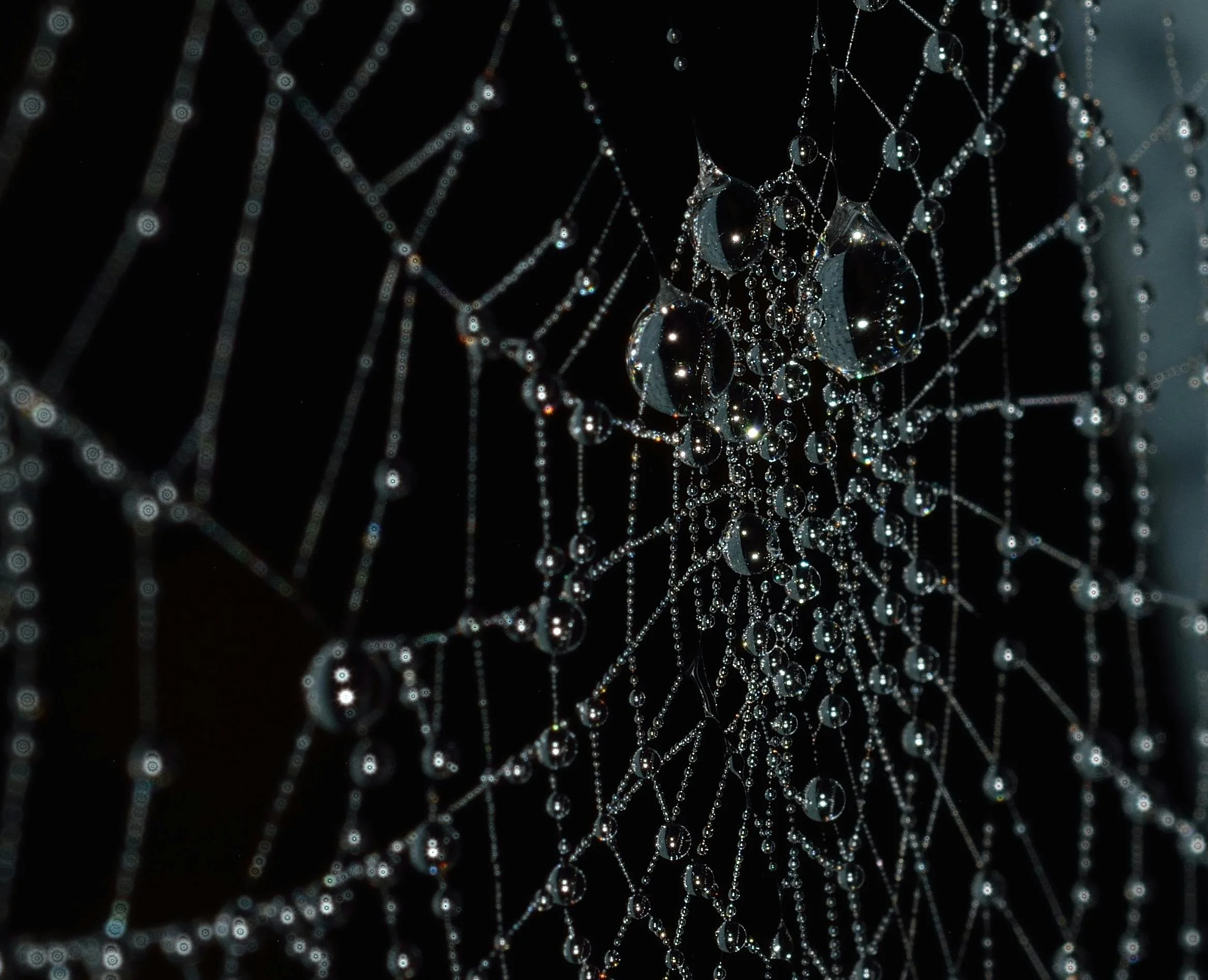 Close-up of a spider web with water droplets clinging to the silk threads, illuminated against a dark background.