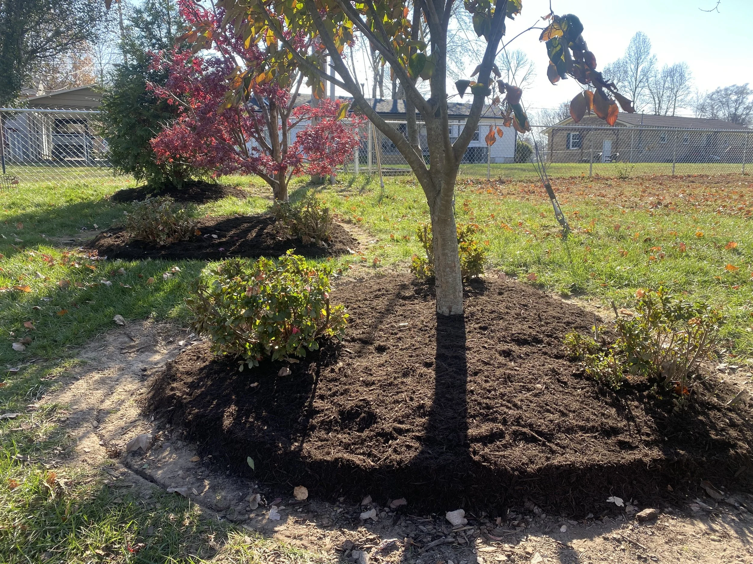 A landscaped backyard with a young tree with reddish leaves and a shrub in front, surrounded by freshly turned soil. There is a chain-link fence in the background and houses beyond. Bright sunlight casts shadows.
