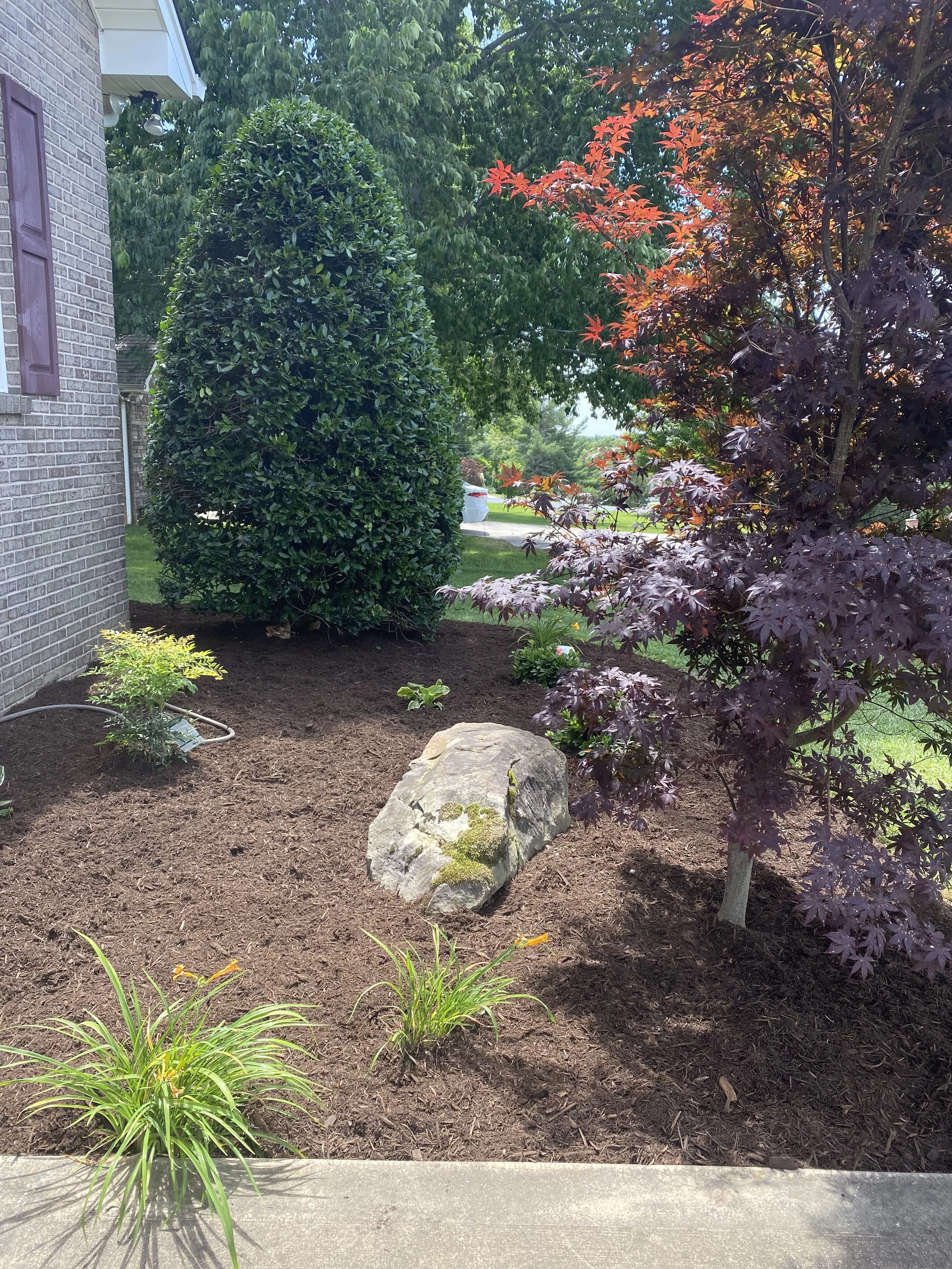 A garden bed with dark brown mulch, a large mossy rock, purple-leafed bush, green shrub, and yellow daylilies, next to a brick house with purple window shutters.