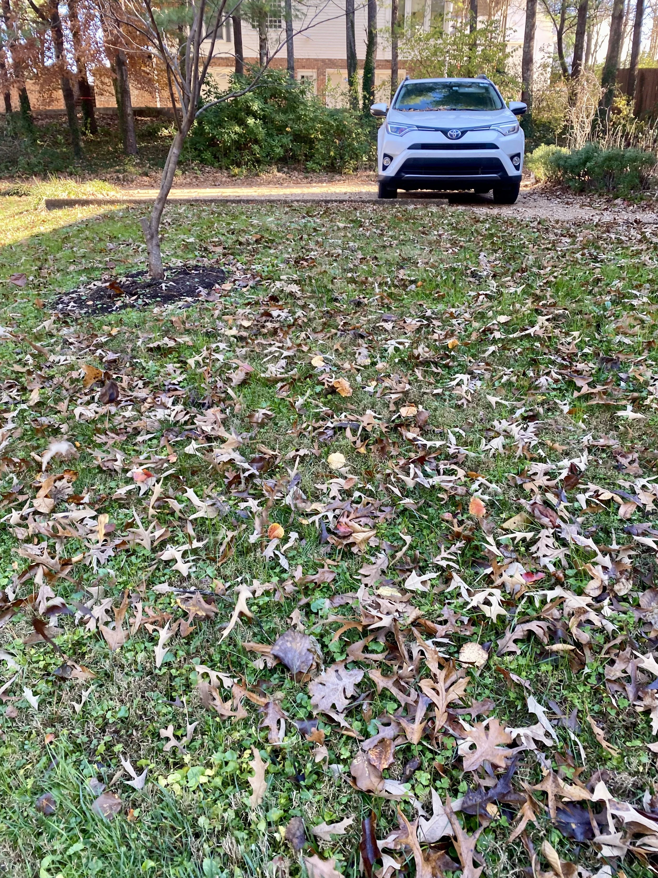 A white Toyota RAV4 parked on a dirt driveway in a backyard, with a small tree in the foreground and fallen leaves scattered on the grass.