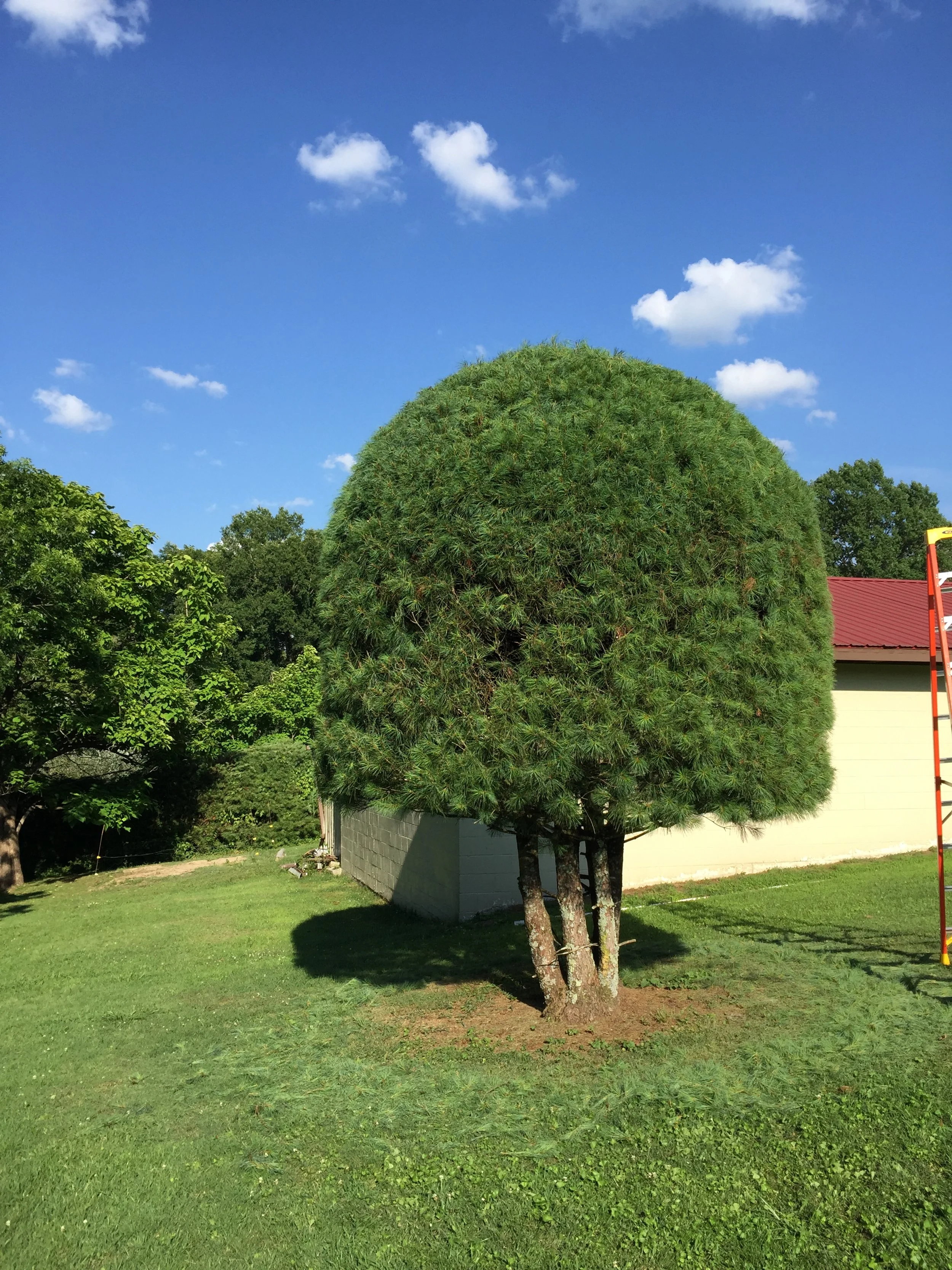 A large, lush green tree with a rounded canopy and multiple trunks, standing in a yard with a building and cloudy blue sky in the background.