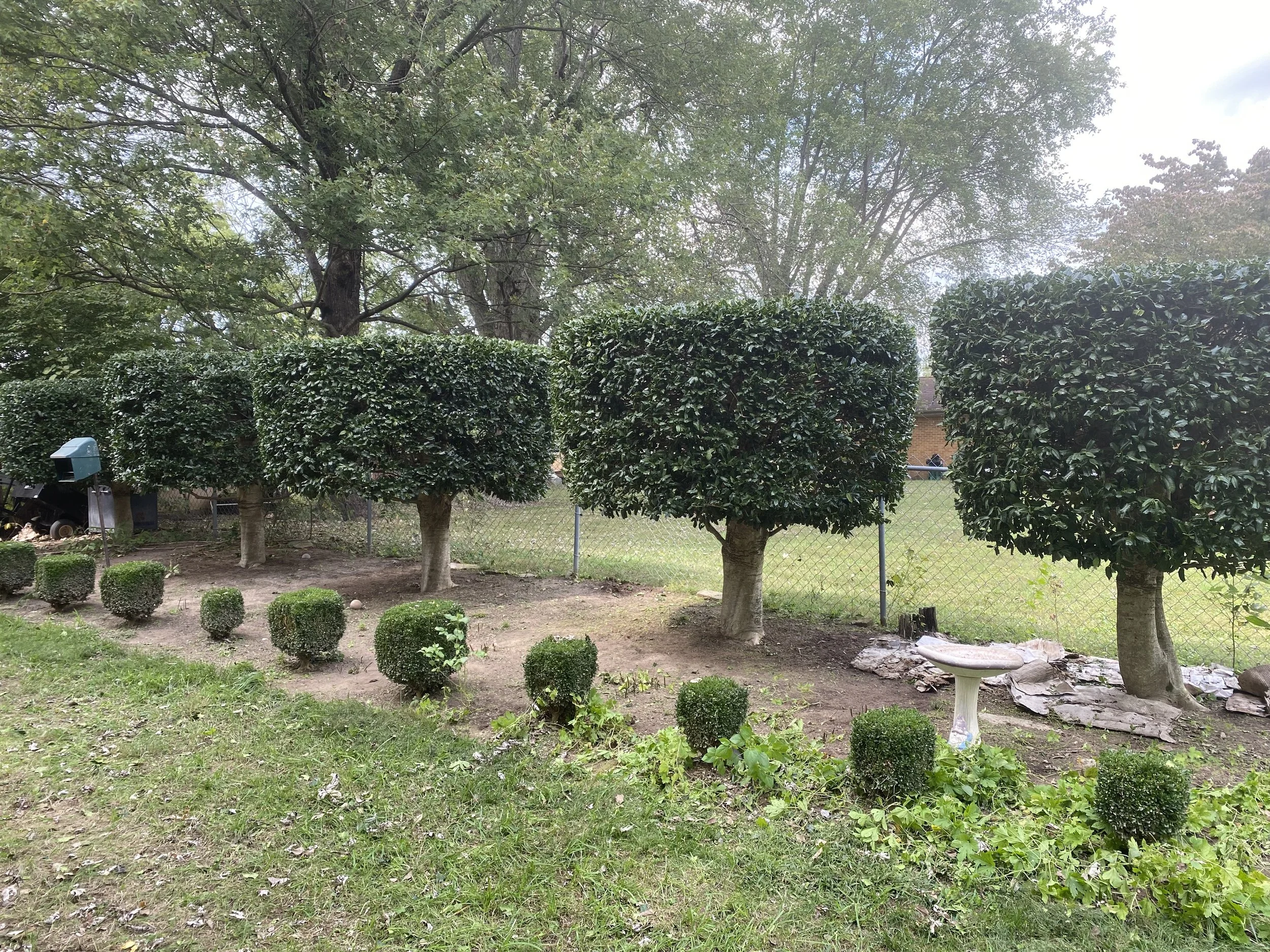 A neatly landscaped yard with a row of five small trees along a chain-link fence, with well-trimmed bushes in front. There is a large tree in the background, and a birdbath in the yard. The grass and garden beds are well-maintained.